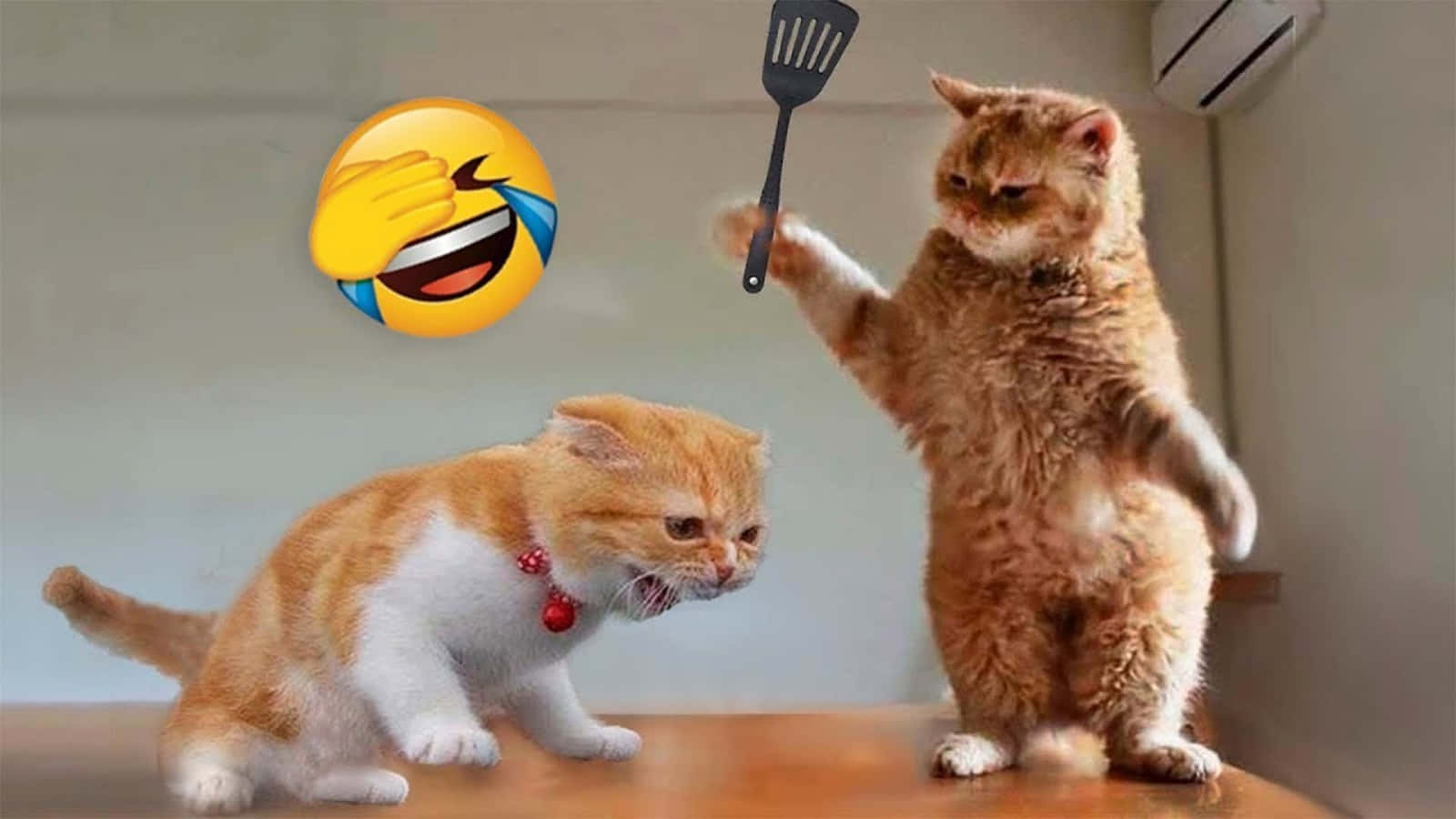 Nakakatawang Meme ng Pusa na Nag-aaway na May Emoji Wallpaper