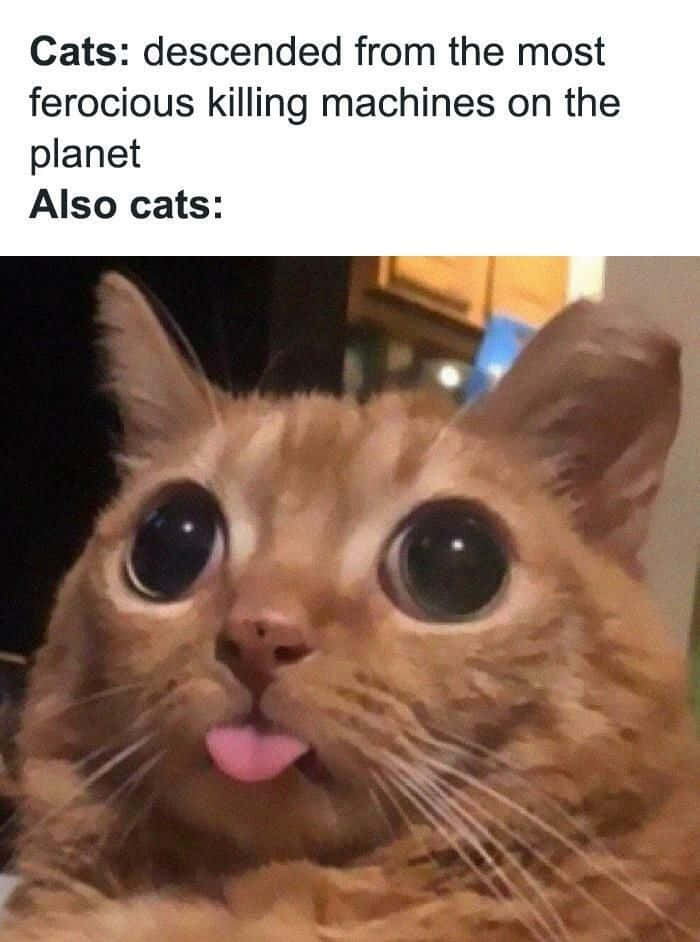 Nakakatawang Meme ng Pusa na Naglalabas ng Dila Wallpaper