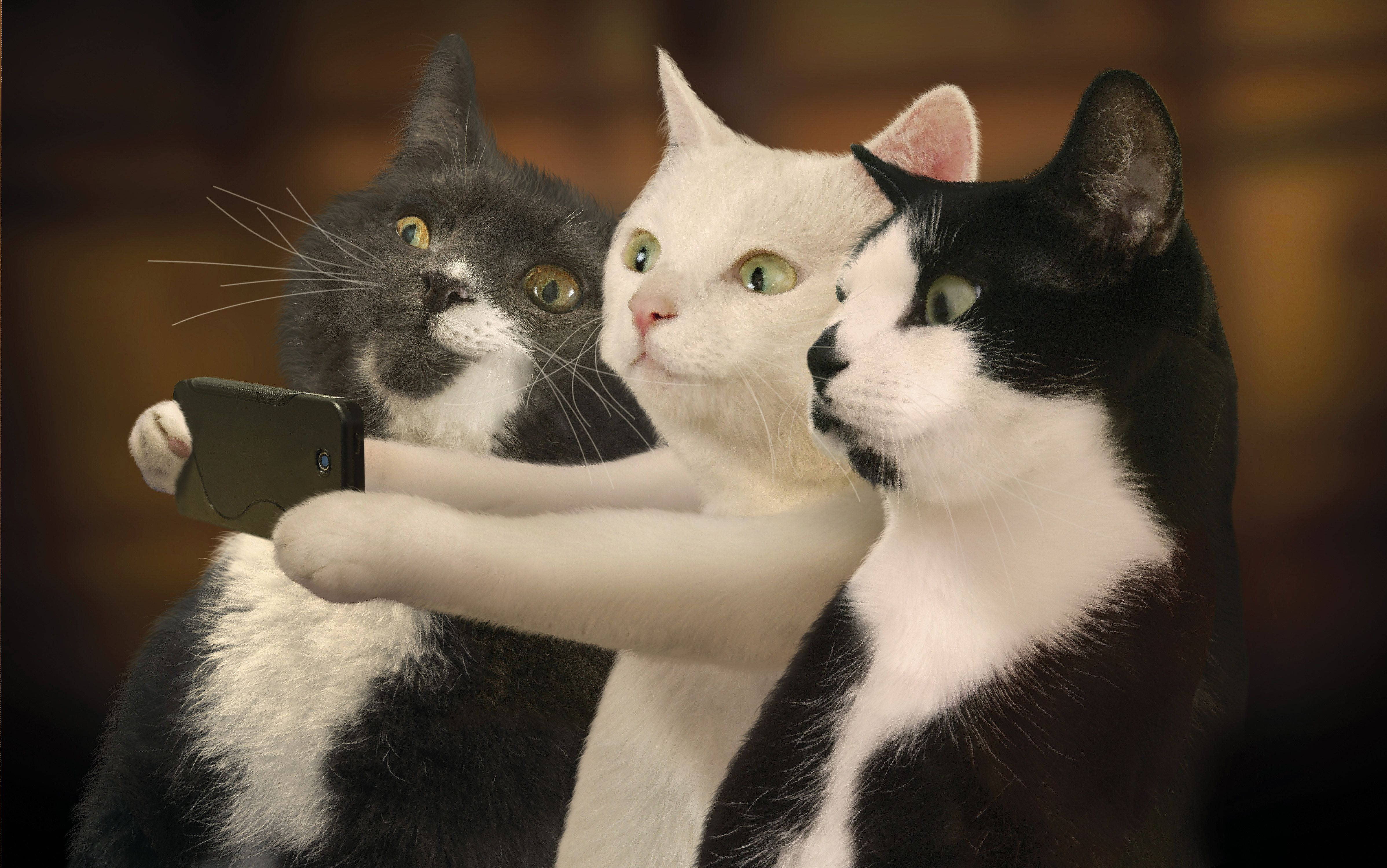 Nakakatawang Mga Pusang Magkakaibigan Nagpipicture Wallpaper