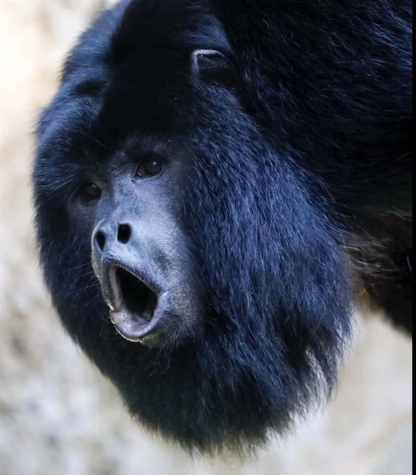 Nakakatawang Mukha ng Black Howler Monkey Wallpaper