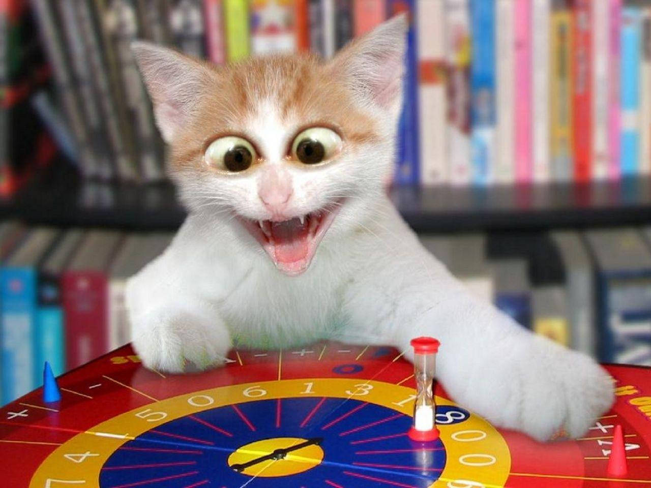 Nakakatawang Mukha ng Nakakatuwang Pusa Wallpaper
