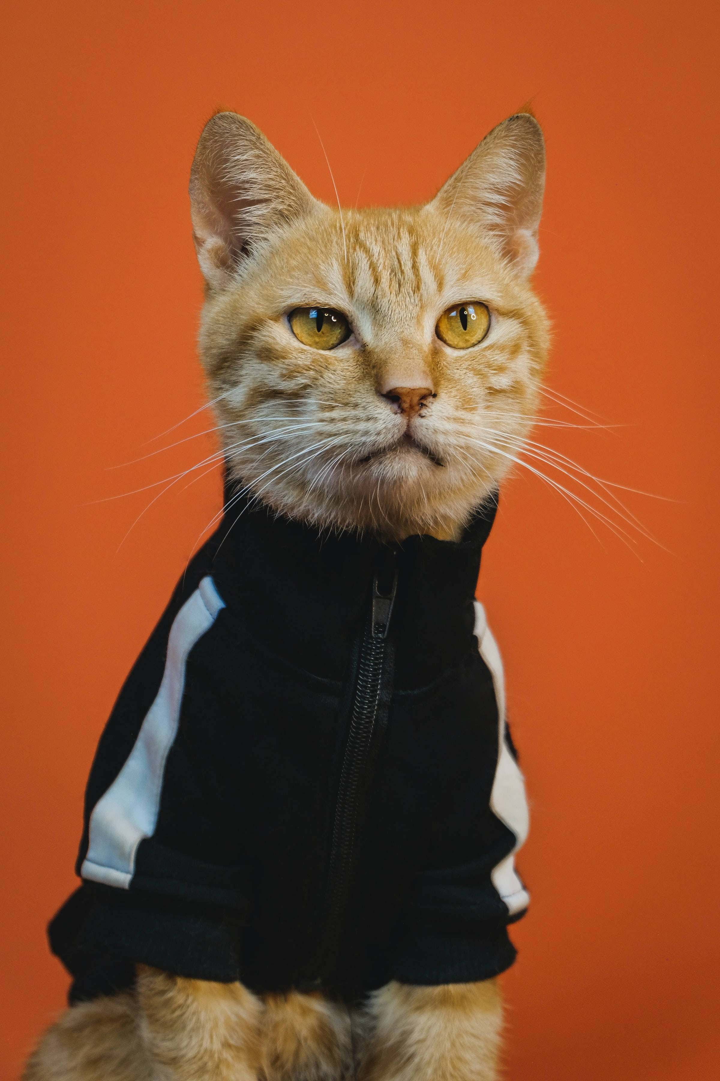 Nakakatawang Orange Tabby Cat PFP Wallpaper