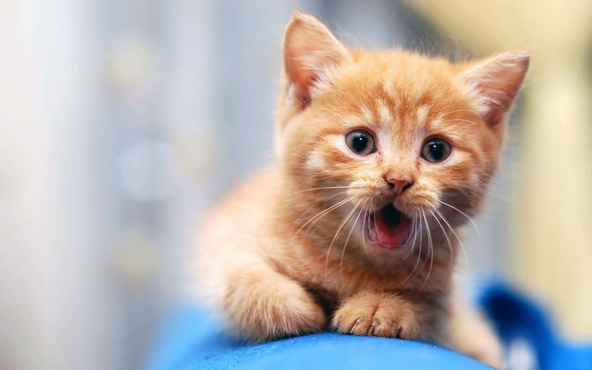 Nakakatawang Pusa na Parang Susuka na Nakabukas ang Bibig Wallpaper