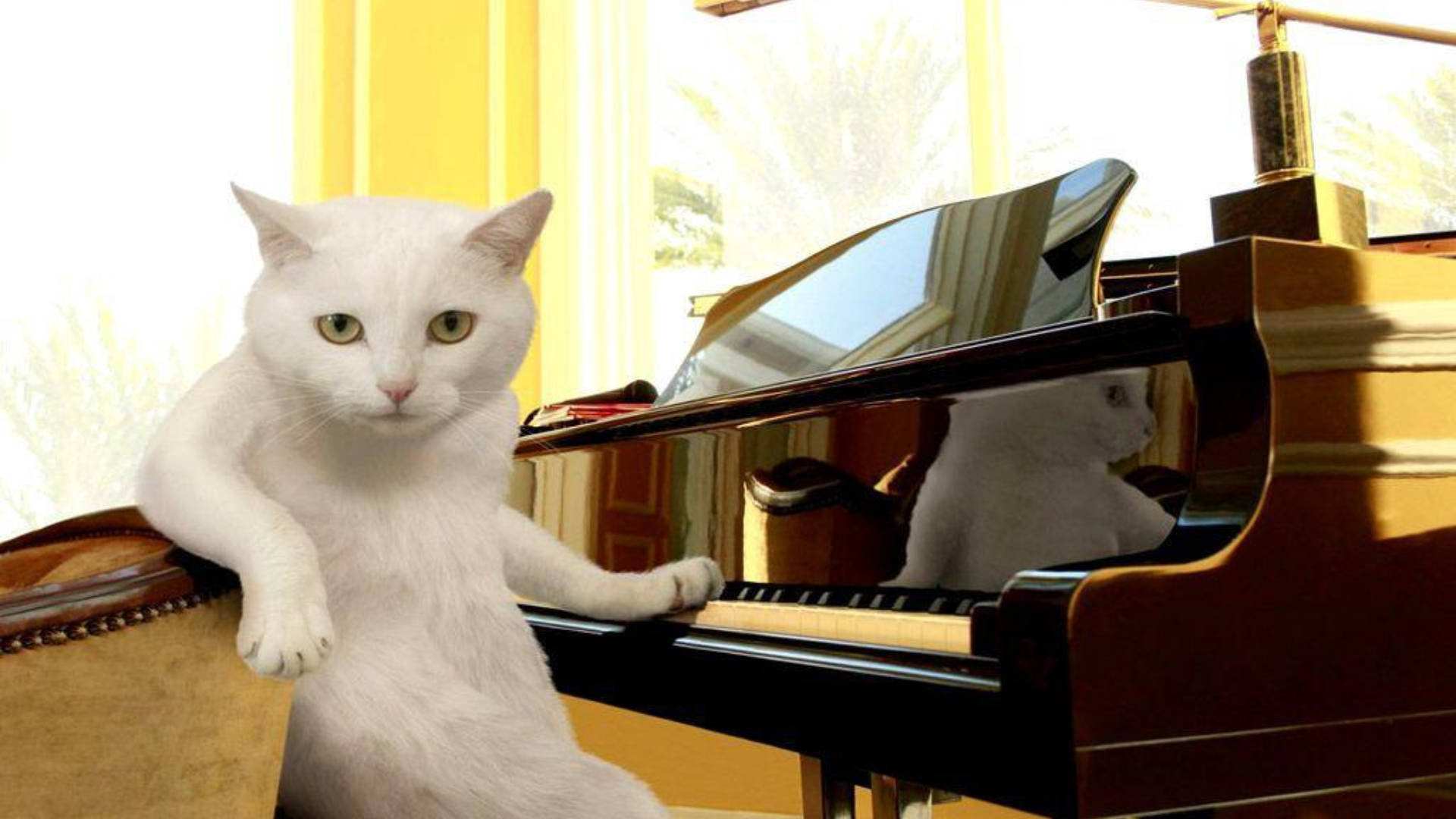 Nakakatawang Pusa sa Harap ng Piano Wallpaper