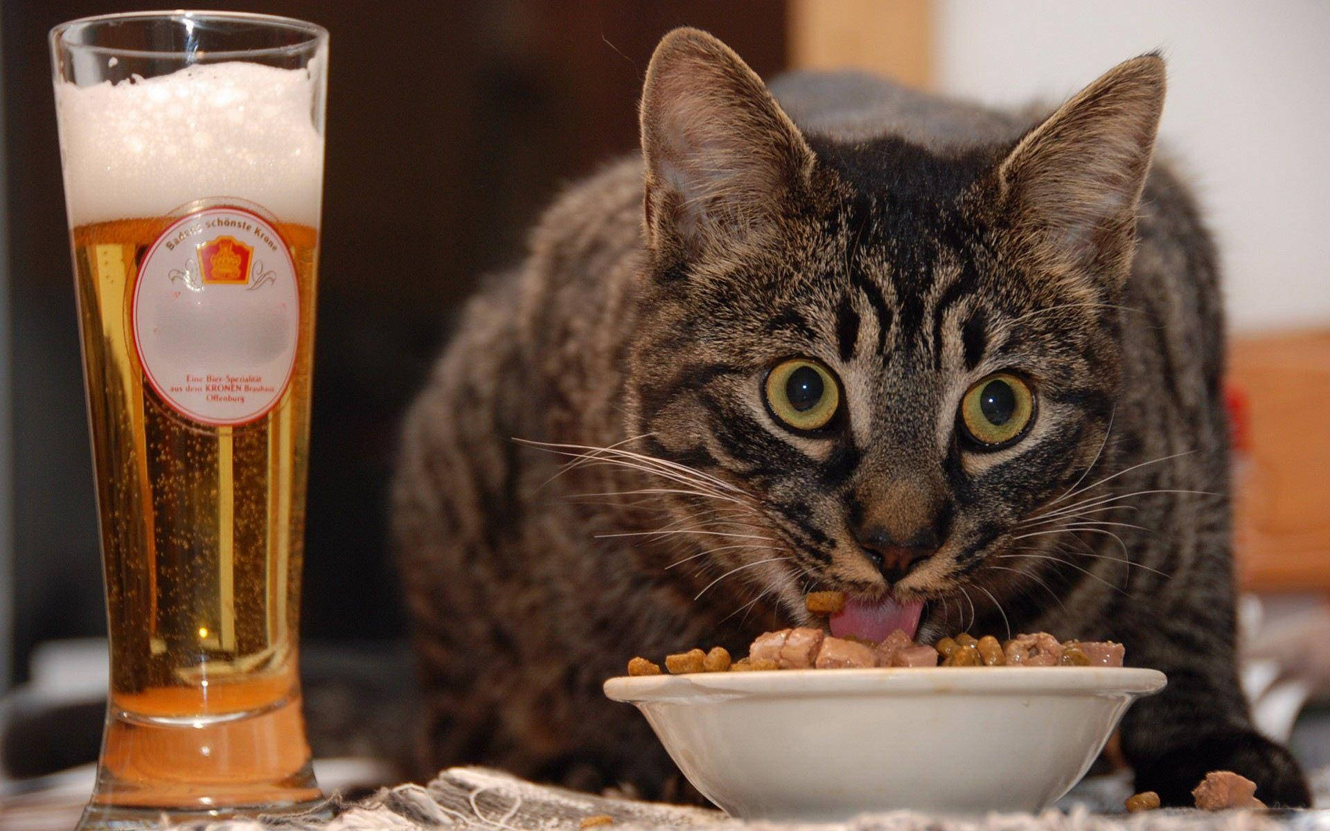 Nakakatawang Pusa Kumakain at Umiinom Wallpaper