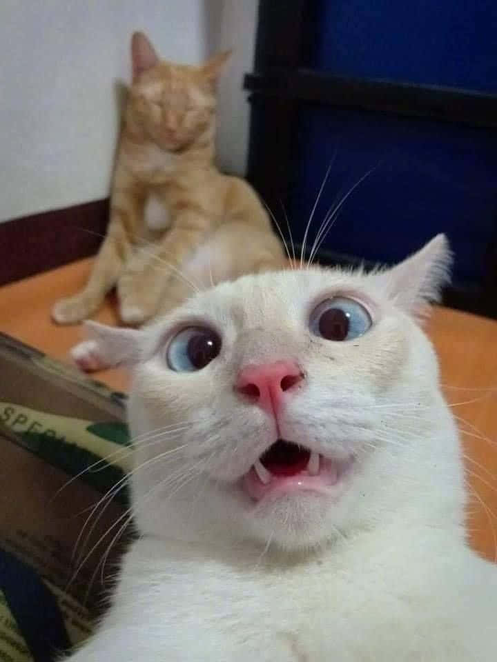 Nakakatawang Pusa na May Nakakagulat na Mukha sa Selfie Wallpaper