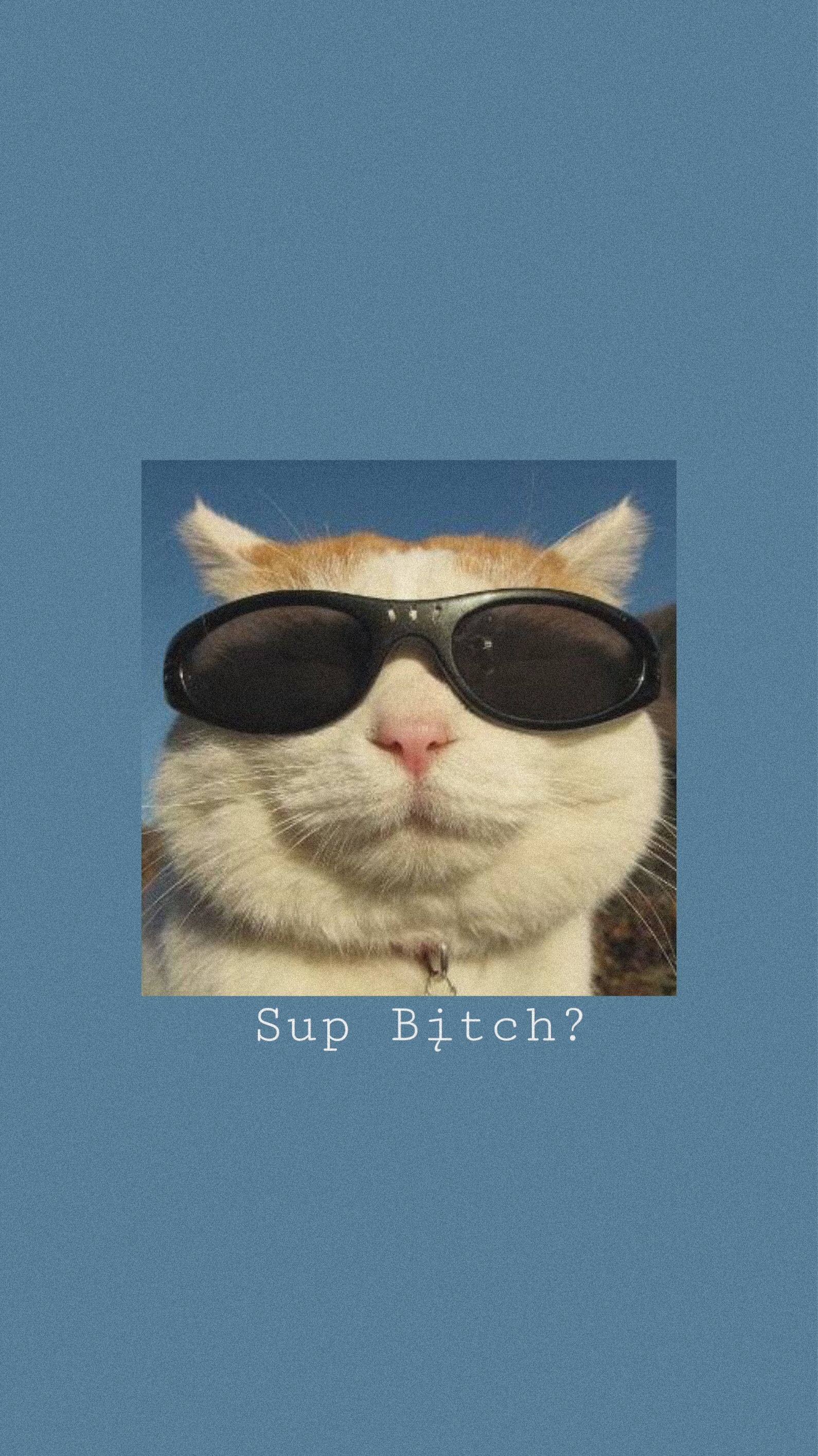 Nakakatawang Pusa na May Astig na Salamin Wallpaper