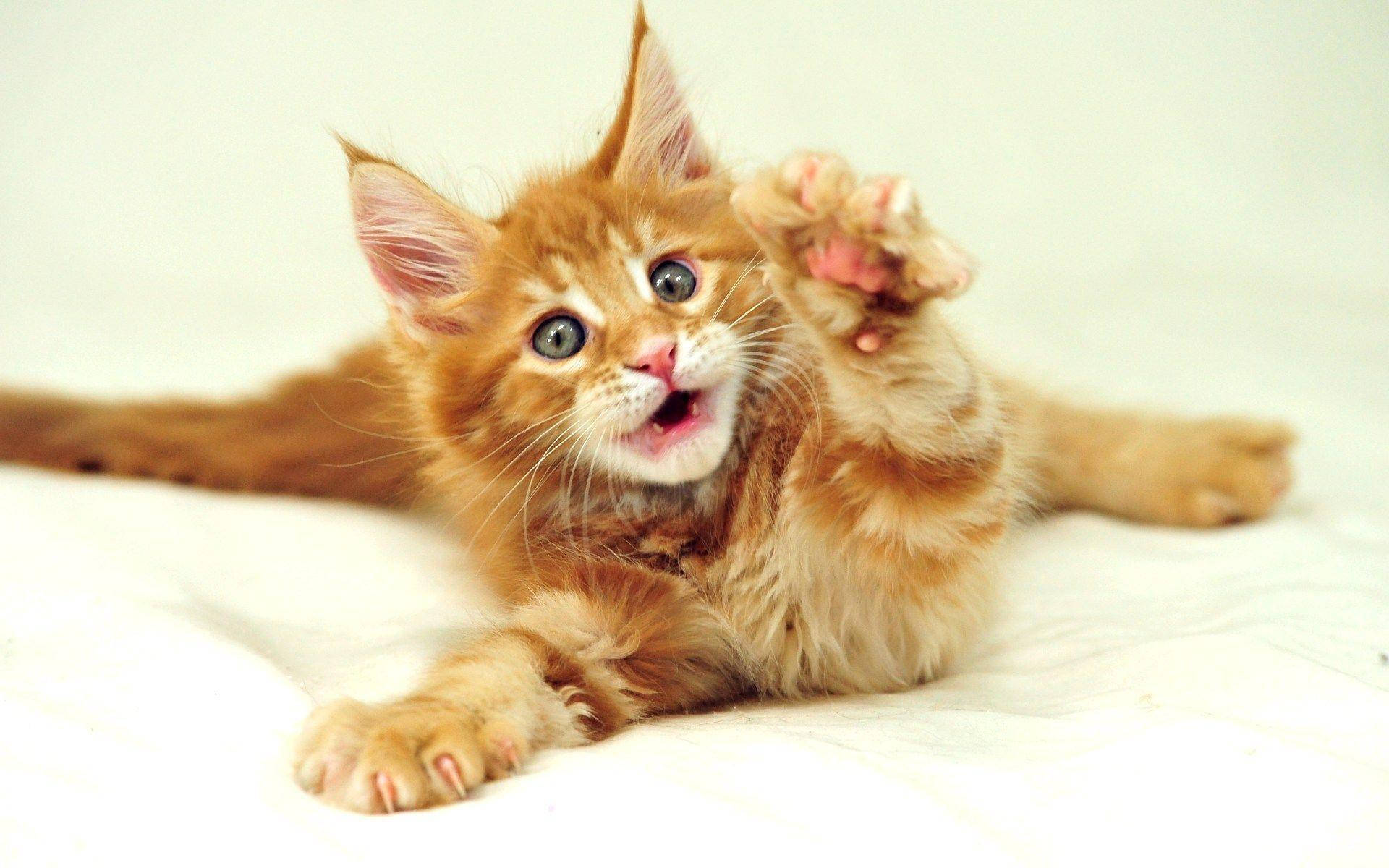 Nakakatawang Pusa na Humihingi ng Tulong Wallpaper