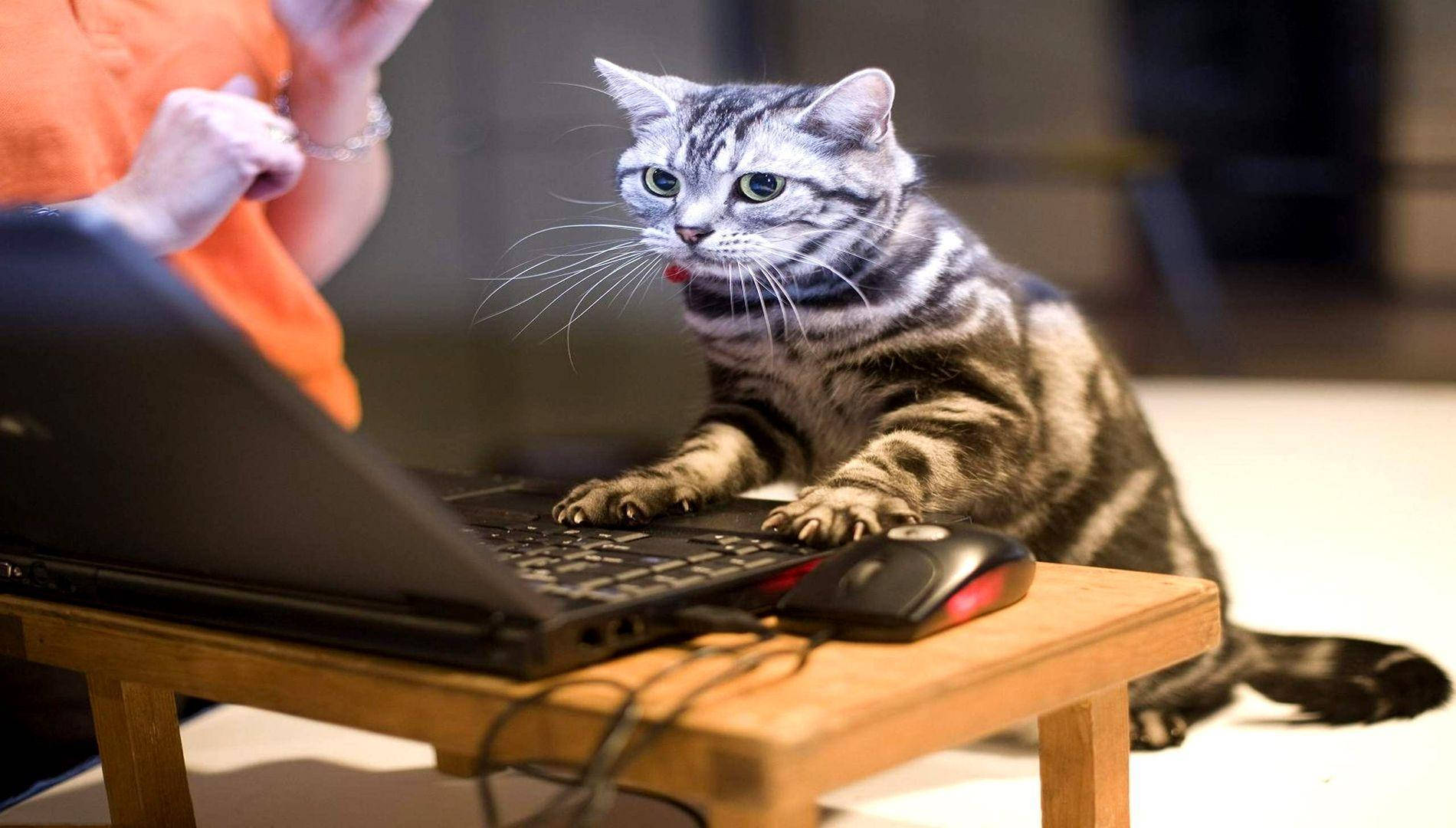 Nakakatawang Pusa na Gumagamit ng Computer Wallpaper