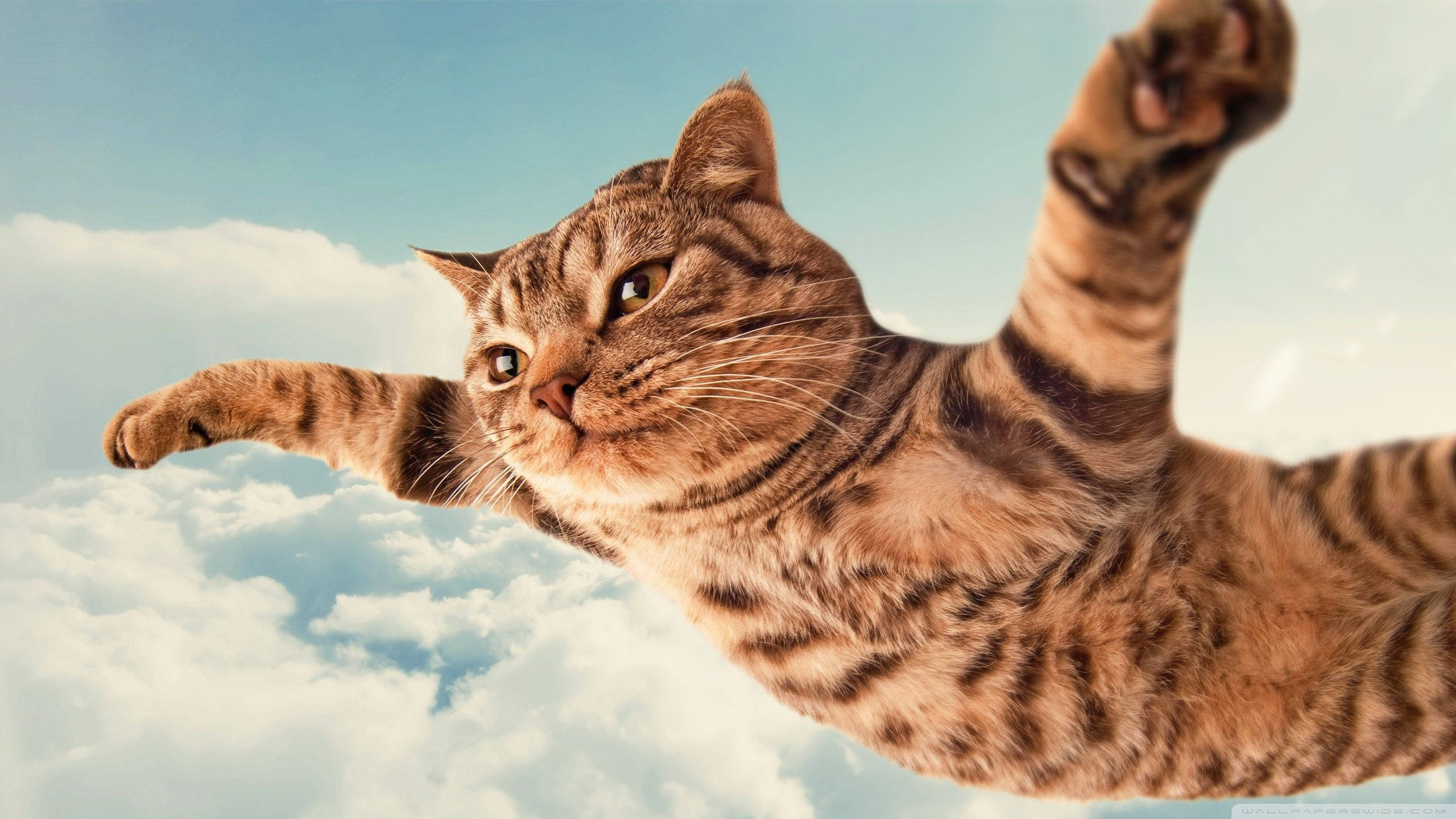 Nakakatawang Pusa na Payapang Lumilipad Wallpaper