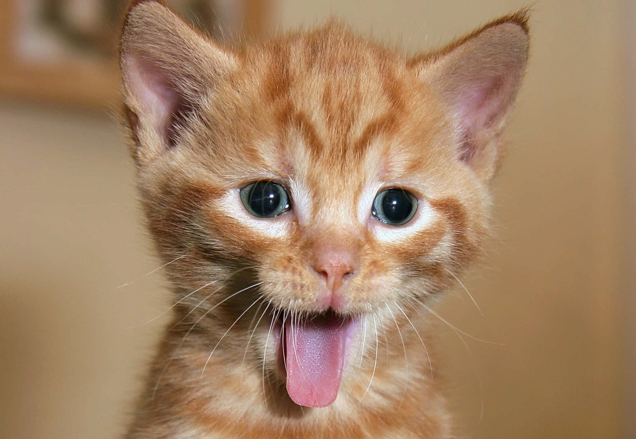 Nakakatawang Pusa na Nagsusuka at Naka dila ang Dila Wallpaper
