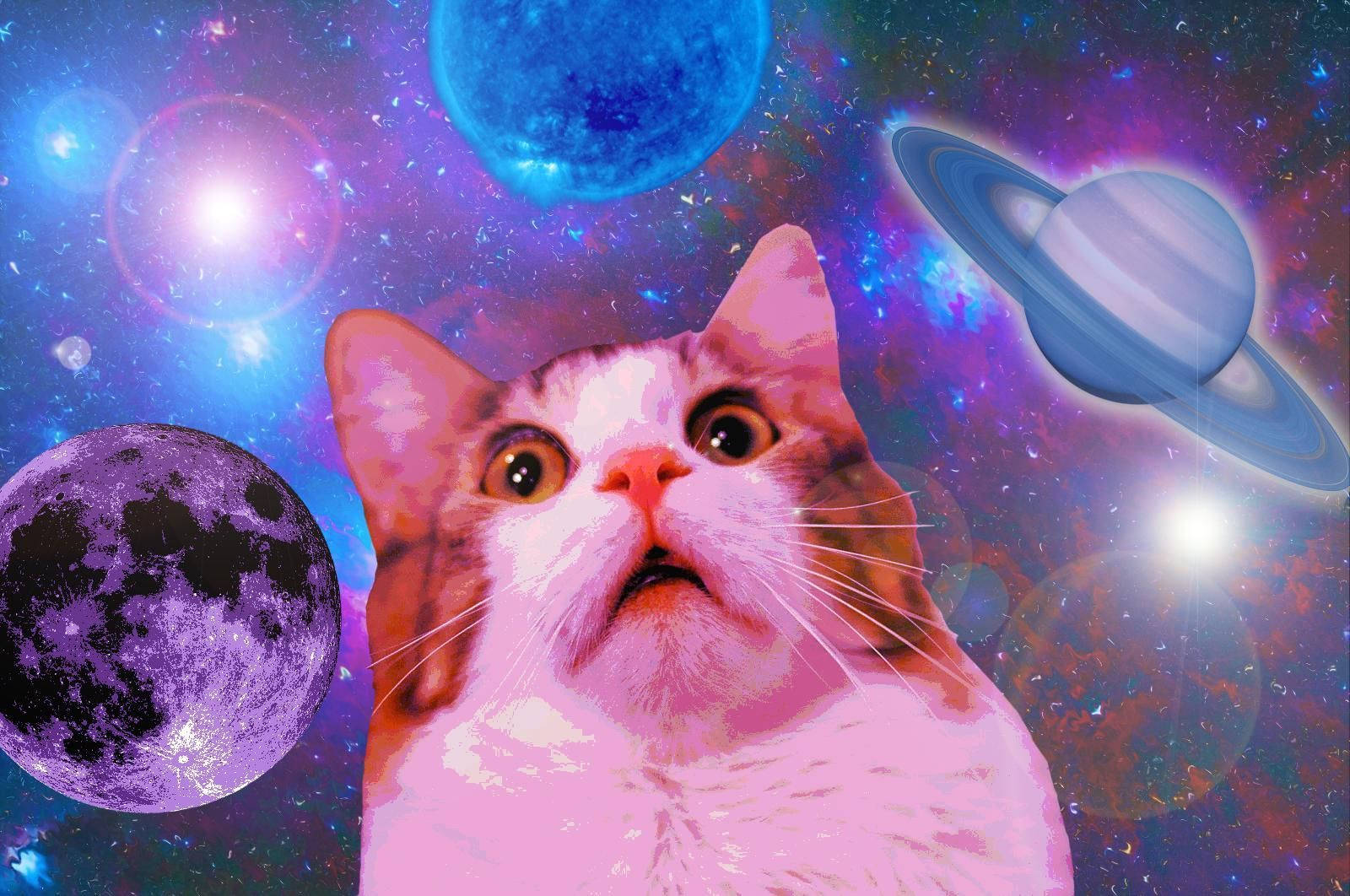 Nakakatawang Pusa na Nagulat sa Kalawakan Wallpaper