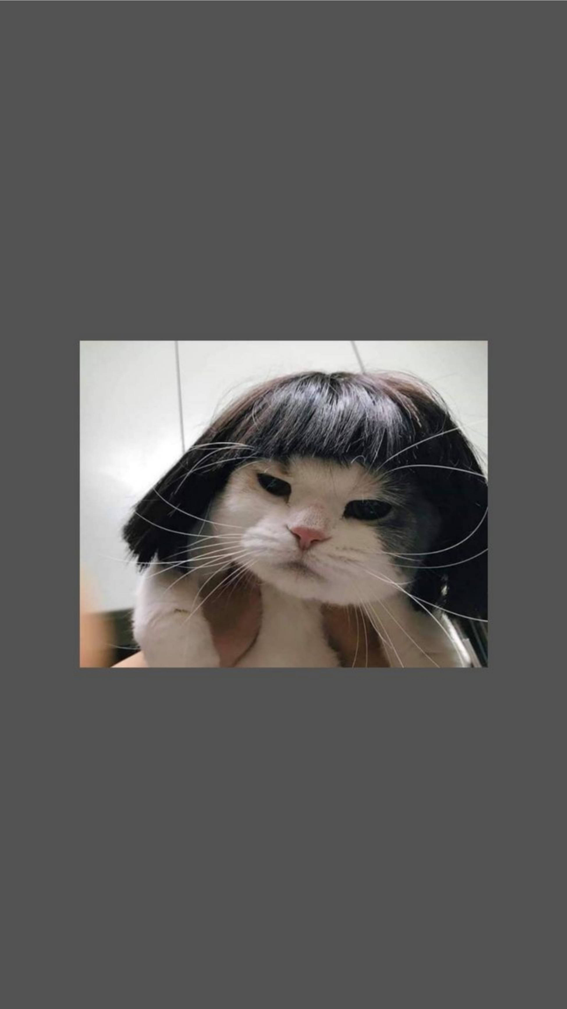 Nakakatawang Pusa na May Maikling Peluka Wallpaper