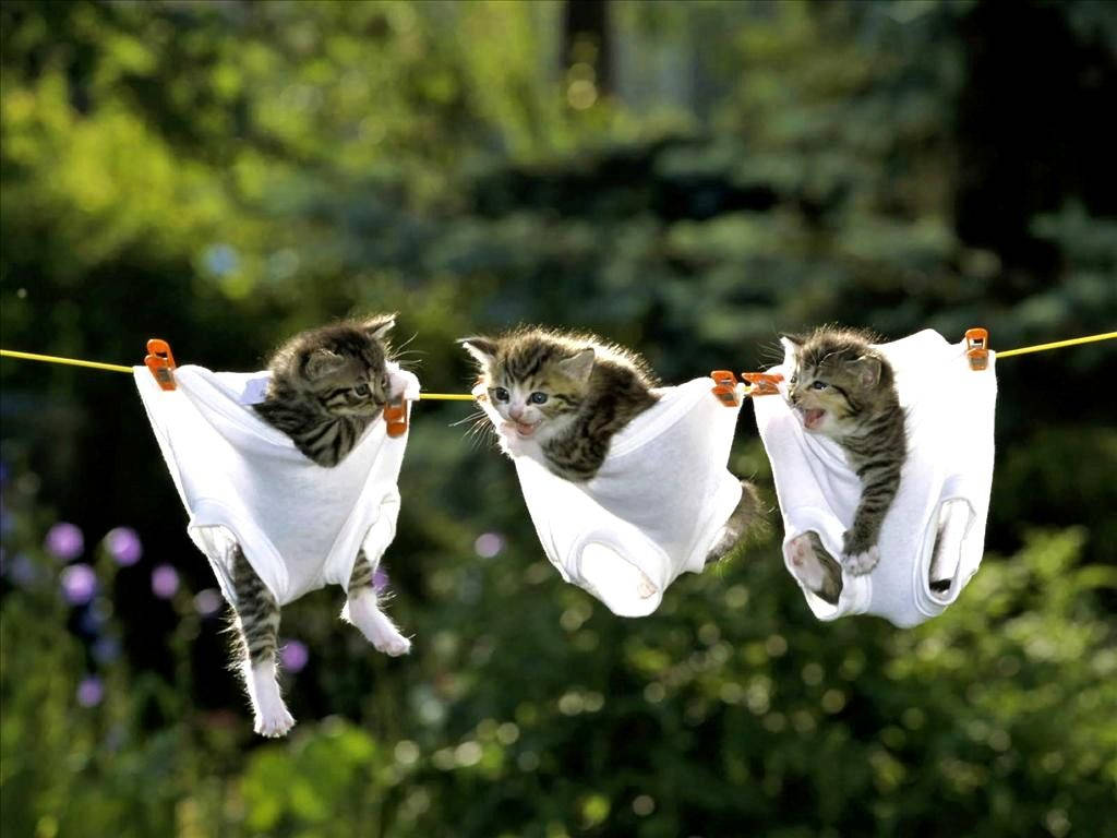Nakakatawang Pusa na Nakasabit Kasama ang mga Damit Panloob Wallpaper