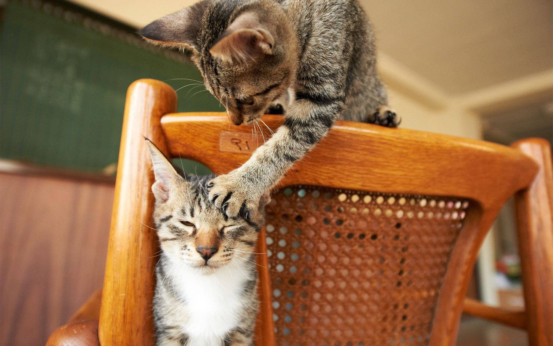 Nakakatawang Pusa na Kumakamot sa Ibang Pusa Wallpaper