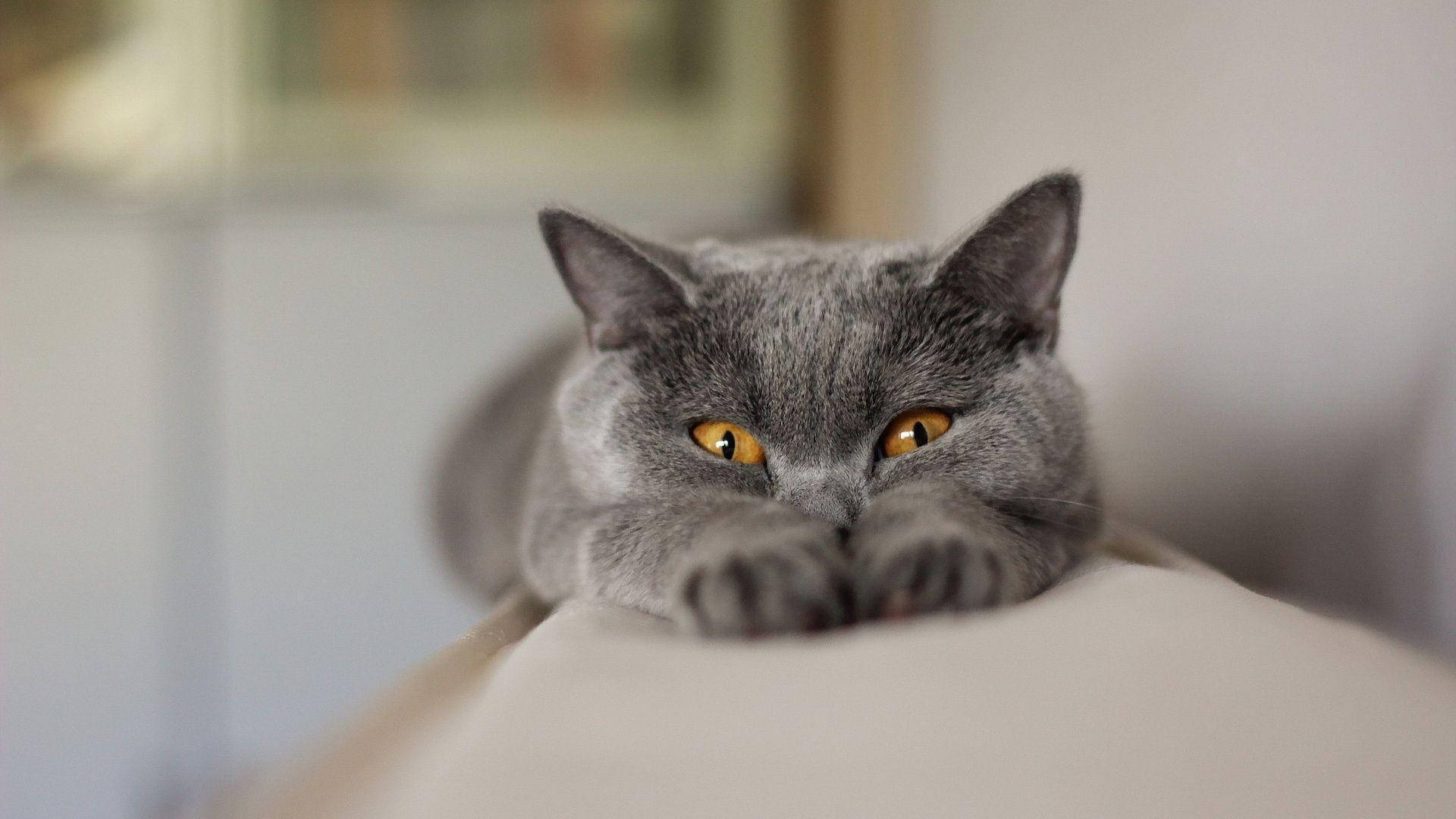Nakakatawang Pusa na Nag-uunat ng Katawan Wallpaper