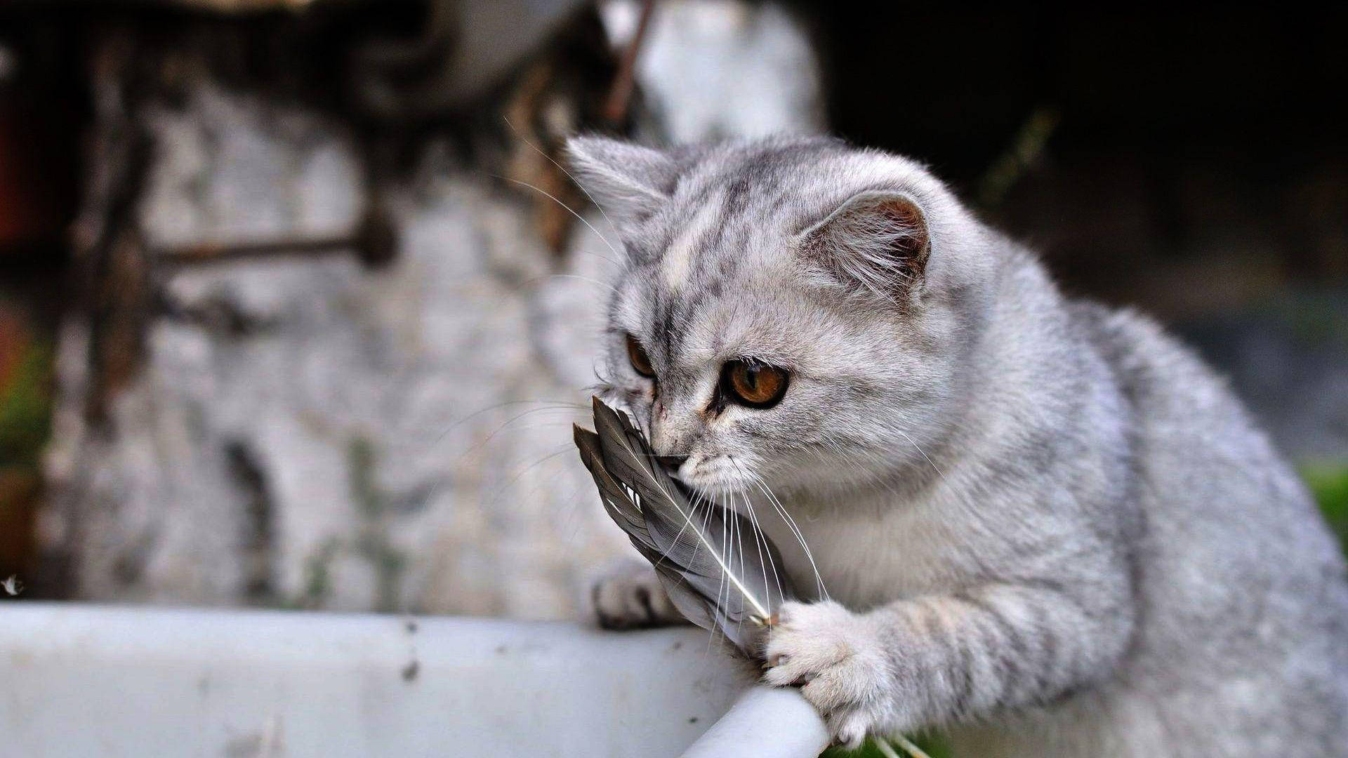 Nakakatawang Pusa Sumisinghot ng Balahibo Wallpaper