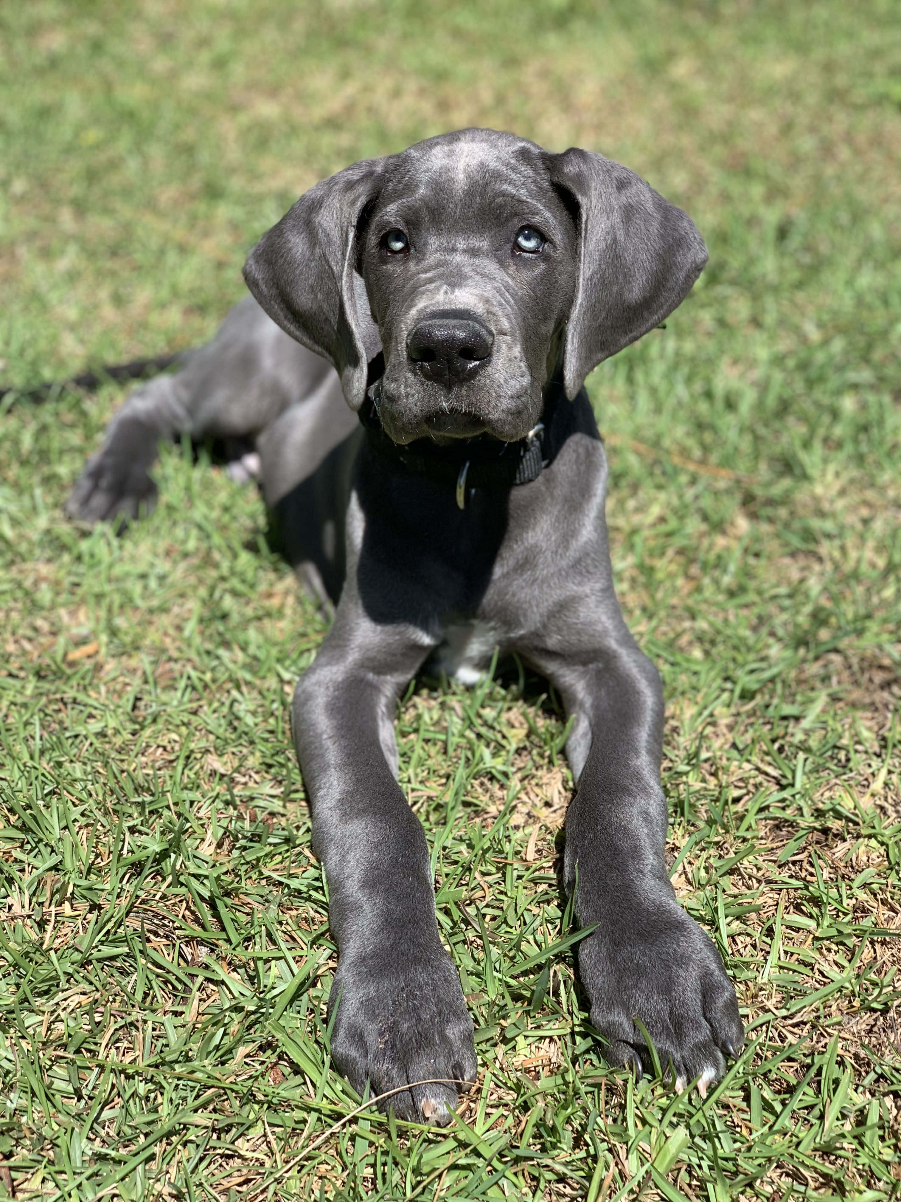 Nakakatuwang mga Tuta ng Great Dane na Natutulog Wallpaper