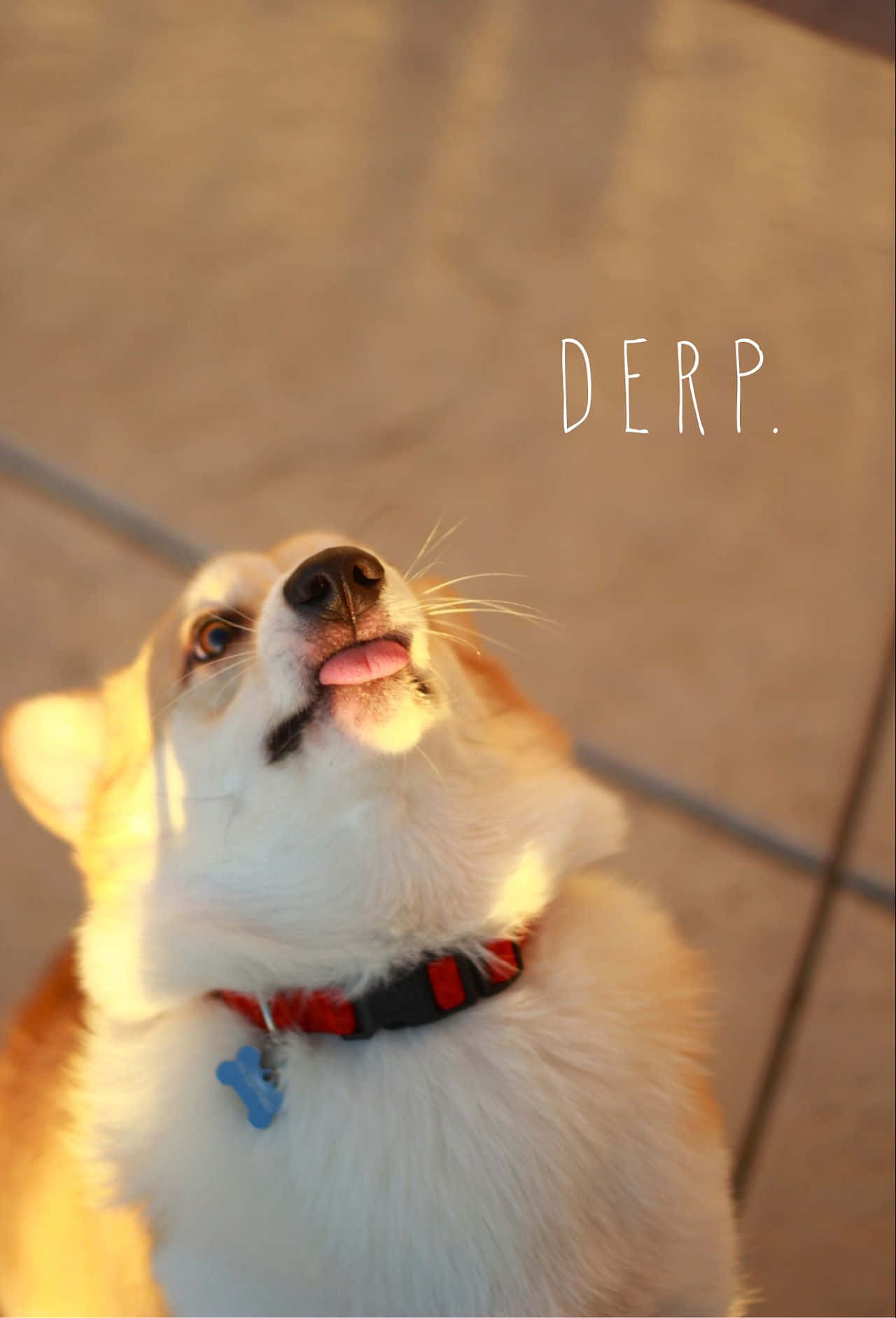 Nakakawang Corgi na Naka-dila sa Golden Hour Wallpaper