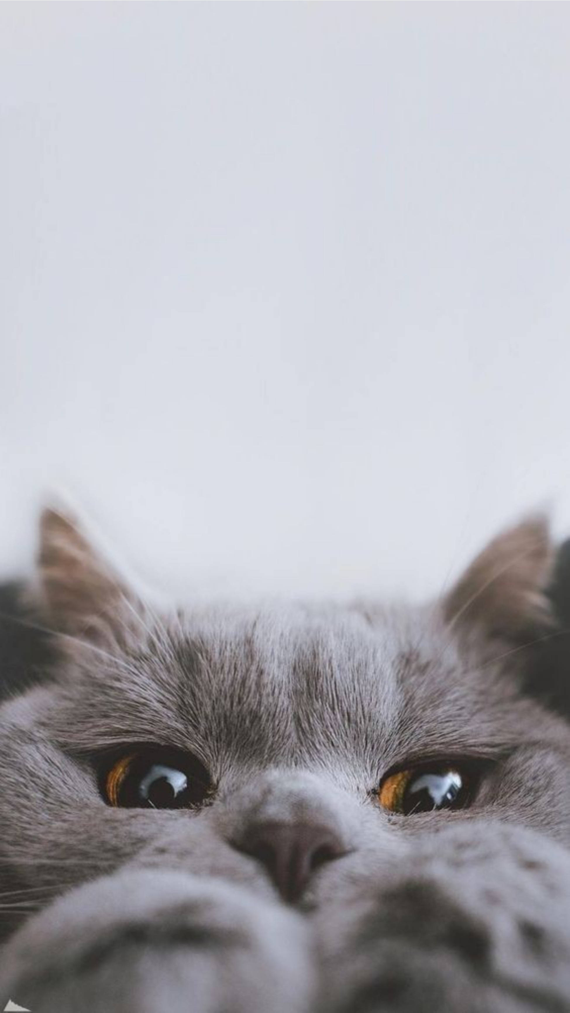 Nakatagong Pusa na Aesthetic Peek-A-Boo Wallpaper