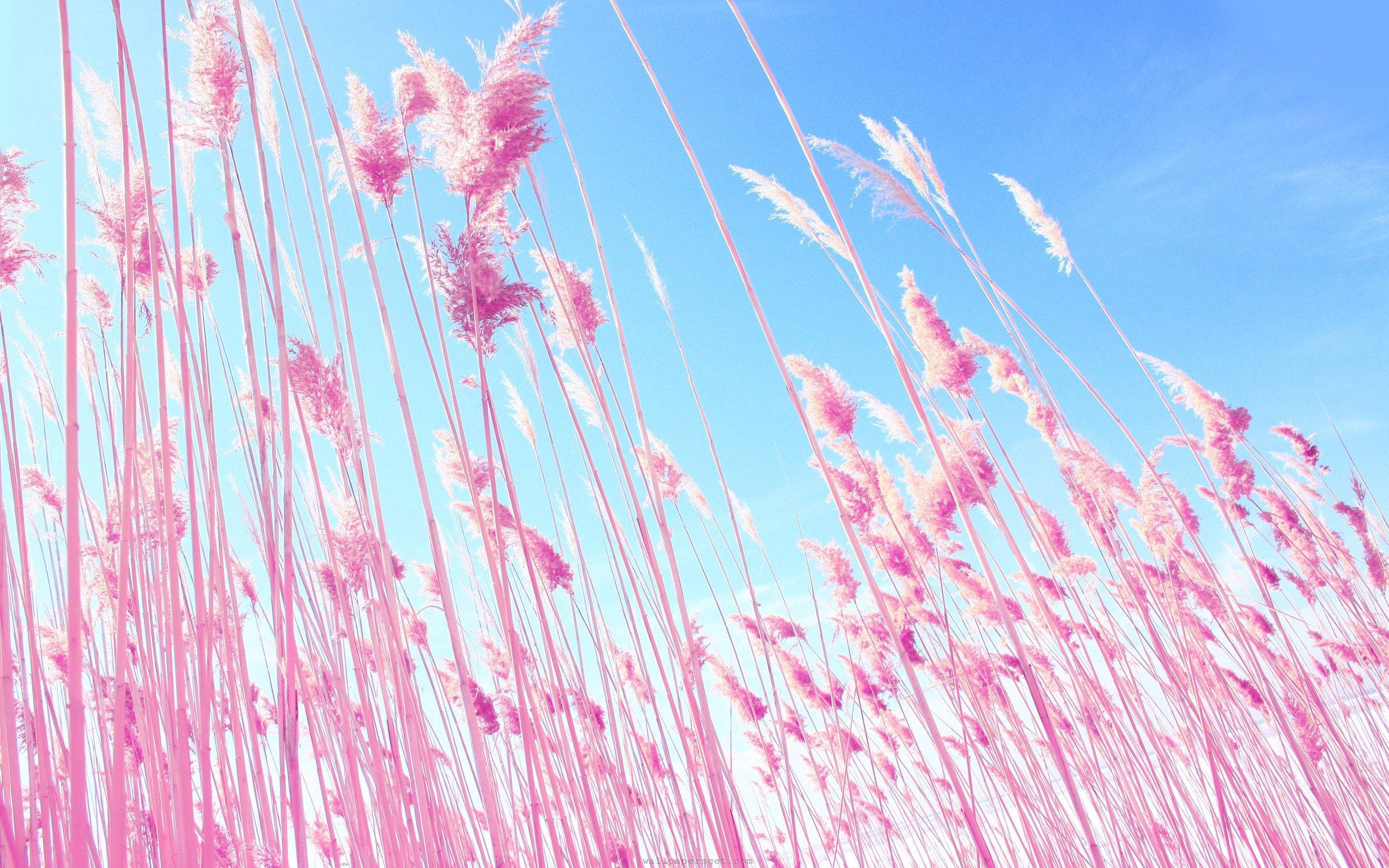 Nakatayo sa Masiglang Pink na Parang Wallpaper