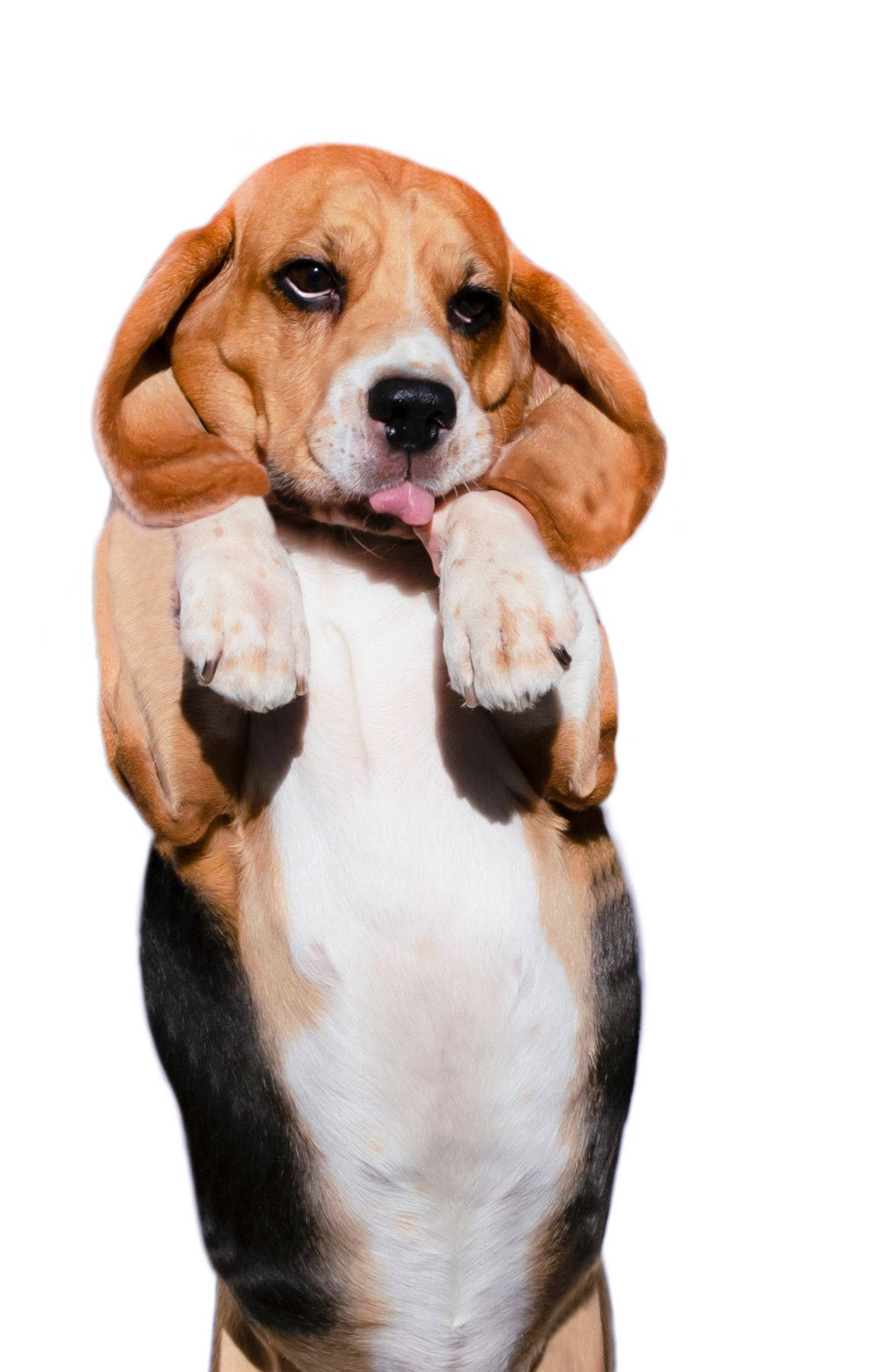 Nakatayong Maliit na Beagle Dog Wallpaper