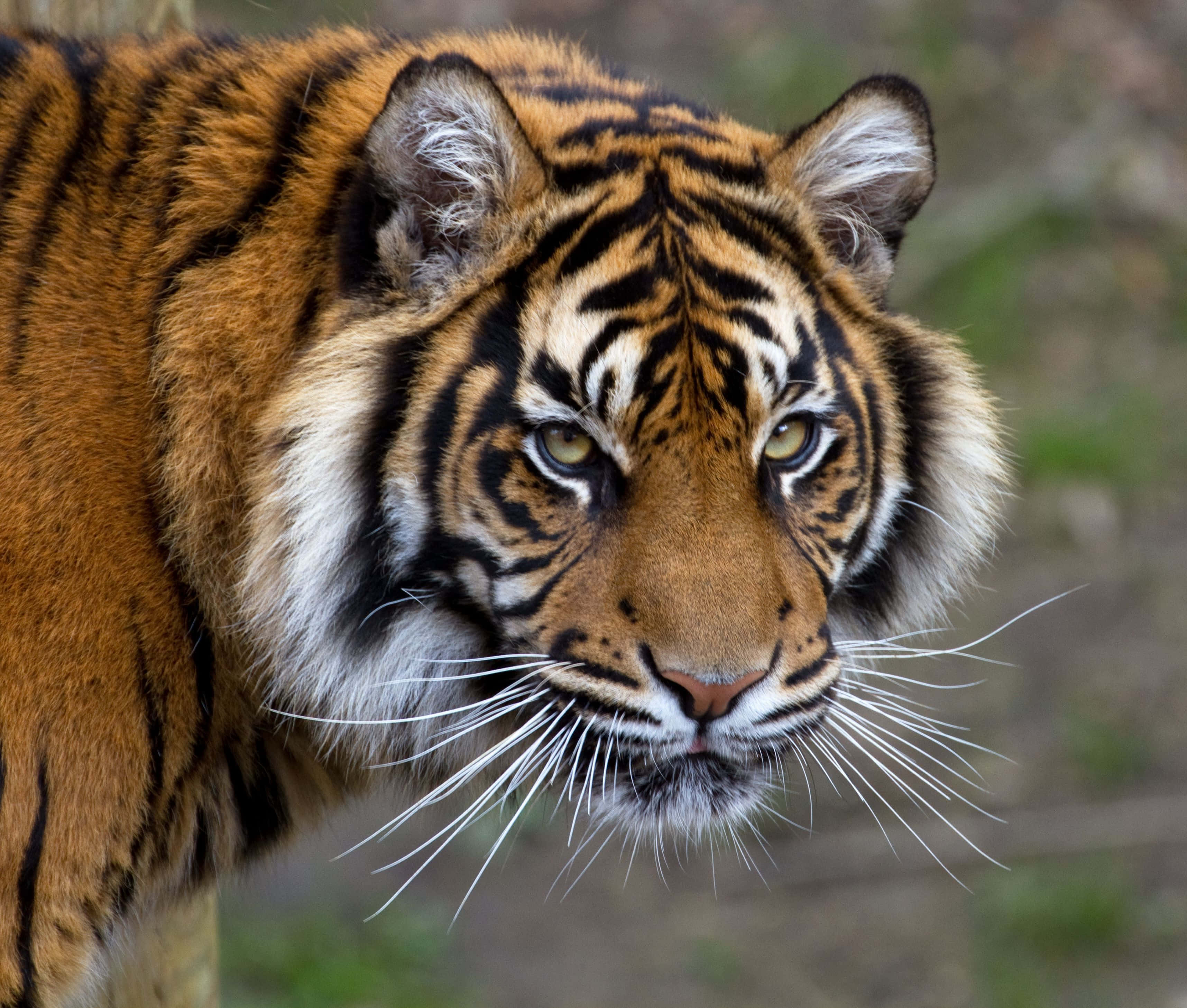 Nakatitig sa mga Mata ng Tigre Wallpaper