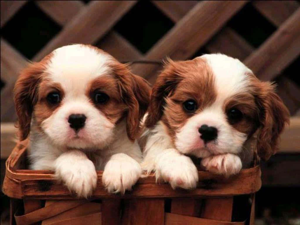 Nakatutulog na Cute na Tuta sa Mahimbing Tulog Wallpaper