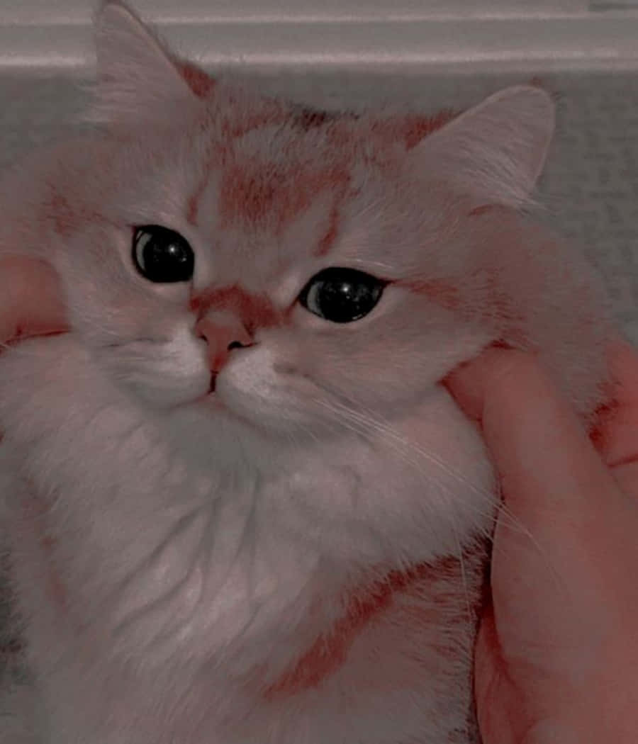Nakatutulog na pusa kasama ng kanyang teddy bear Wallpaper