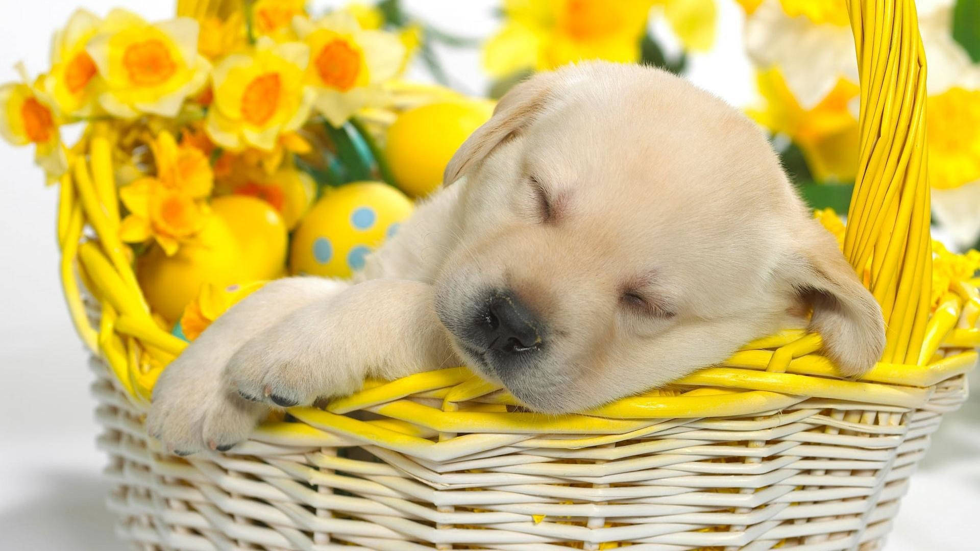 Nakatutulog na Tuta sa Basket sa Tagsibol Wallpaper