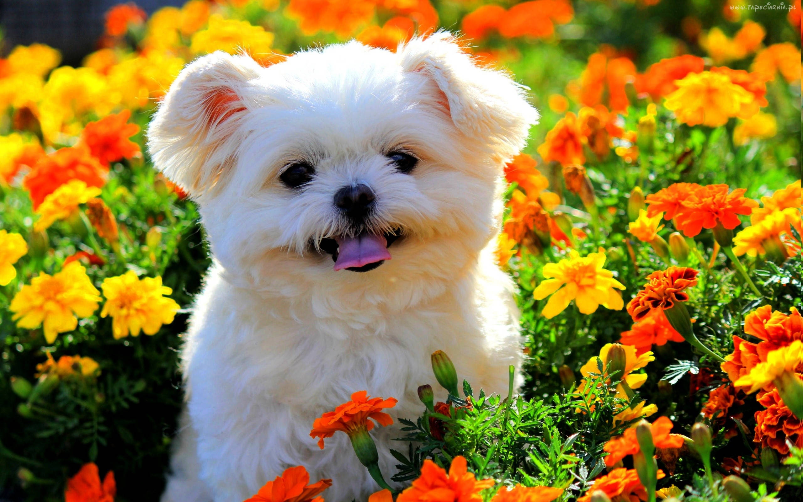 Nakatutulong Aso sa Tagsibol at mga Bulaklak Wallpaper