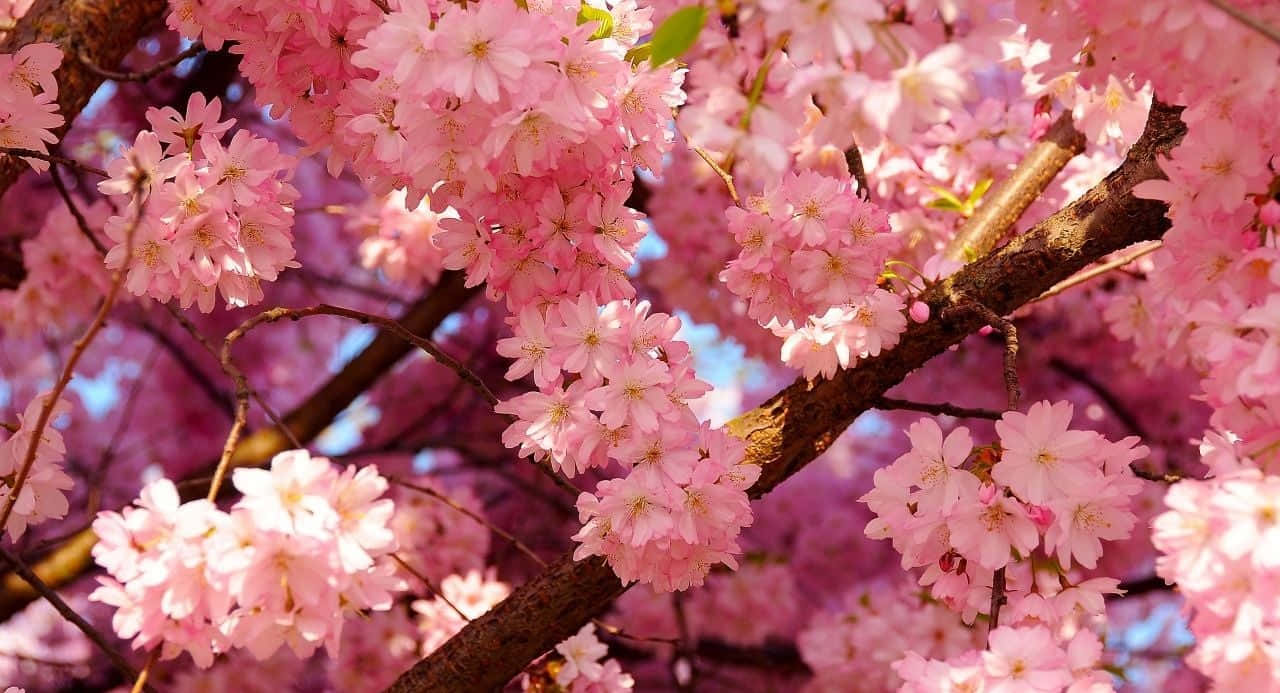 Namumukad na Bulaklak na Aesthetic Wallpaper