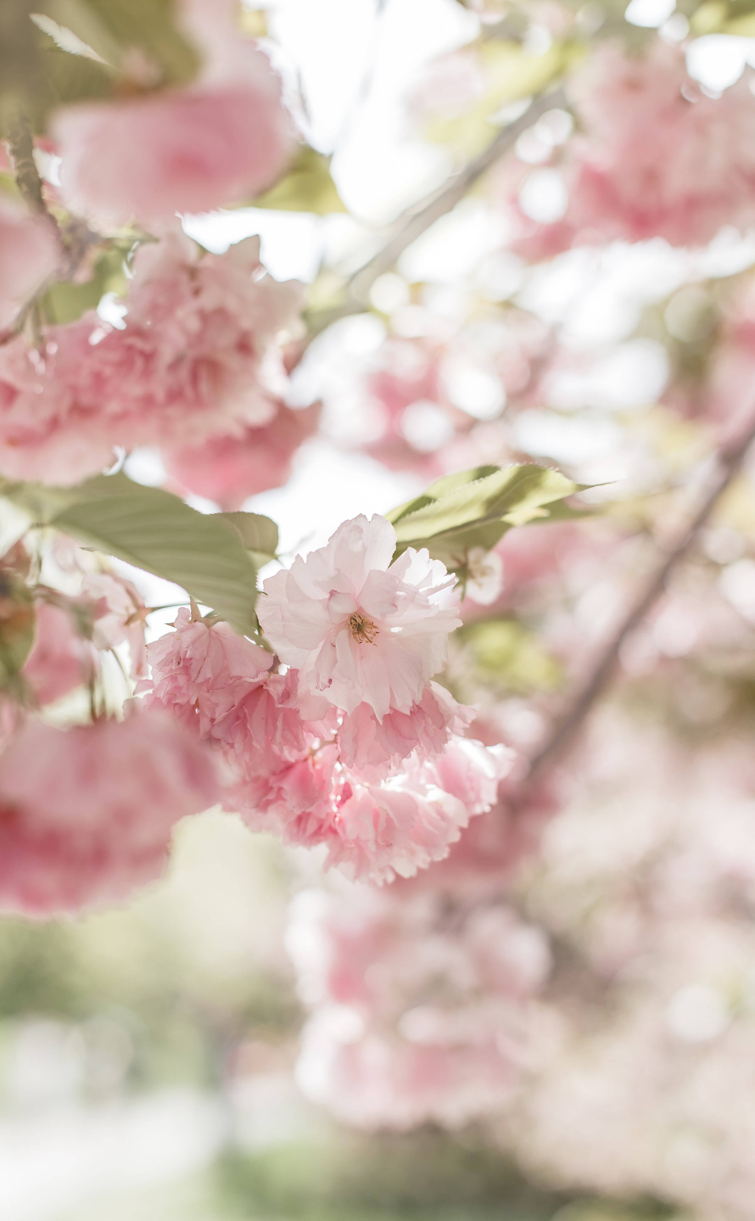 Namumukad na Cute Pink Aesthetic Cherry Blossom Wallpaper