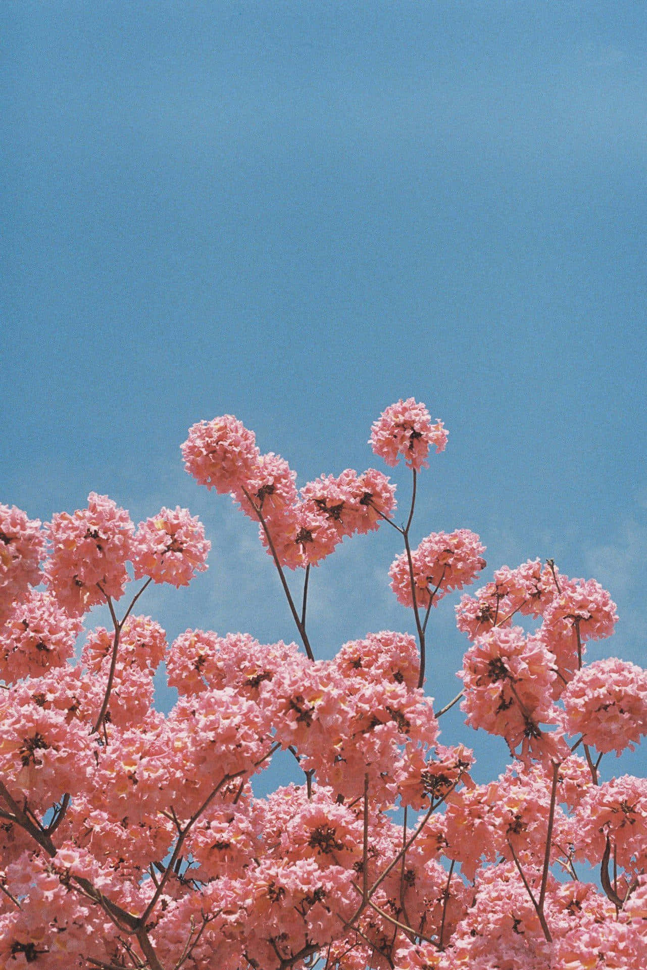 Namumukad na kulay rosas na bulaklak na napapalibutan ng luntiang luntiang na mga dahon. Wallpaper