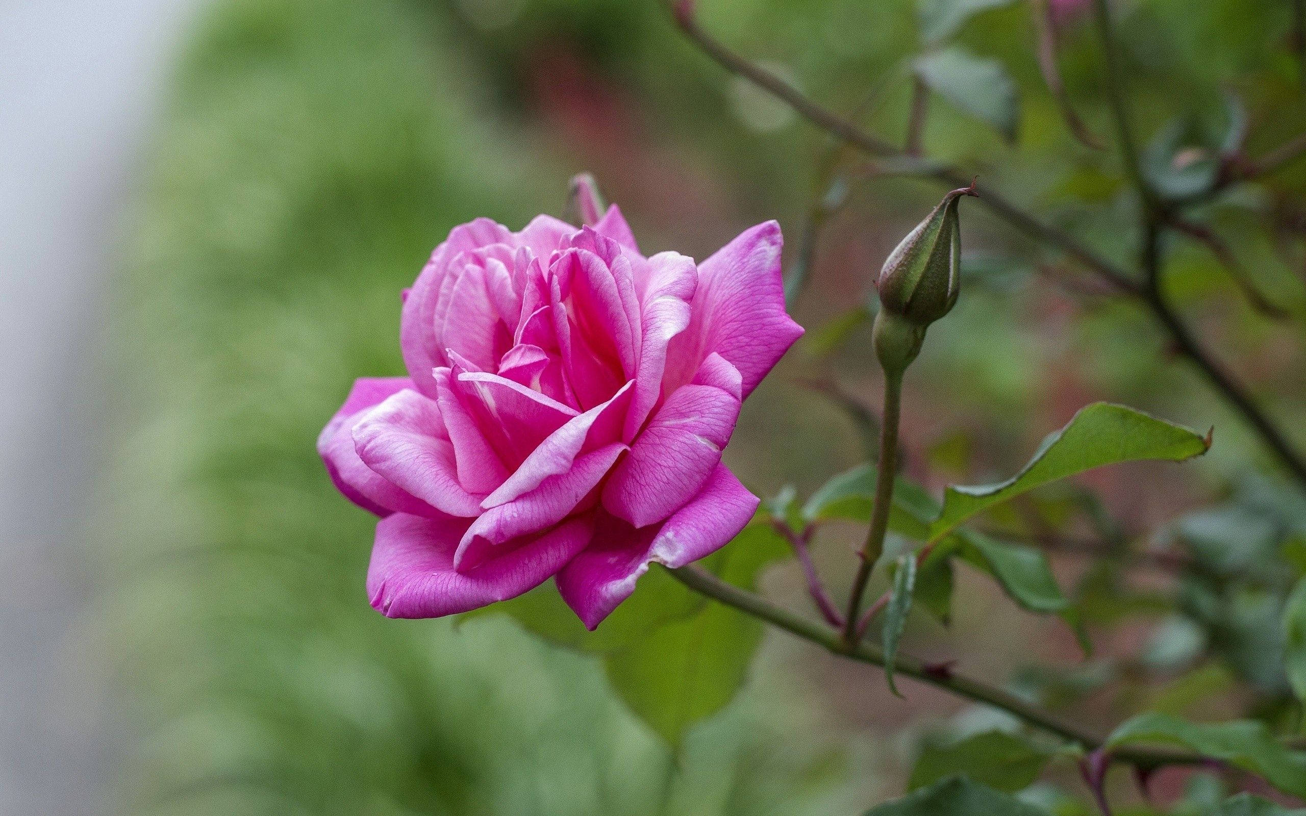 Namumukadkad na Rosas sa Tagsibol Wallpaper