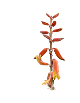 Namumulak na Tangkay ng Aloe Vera Wallpaper