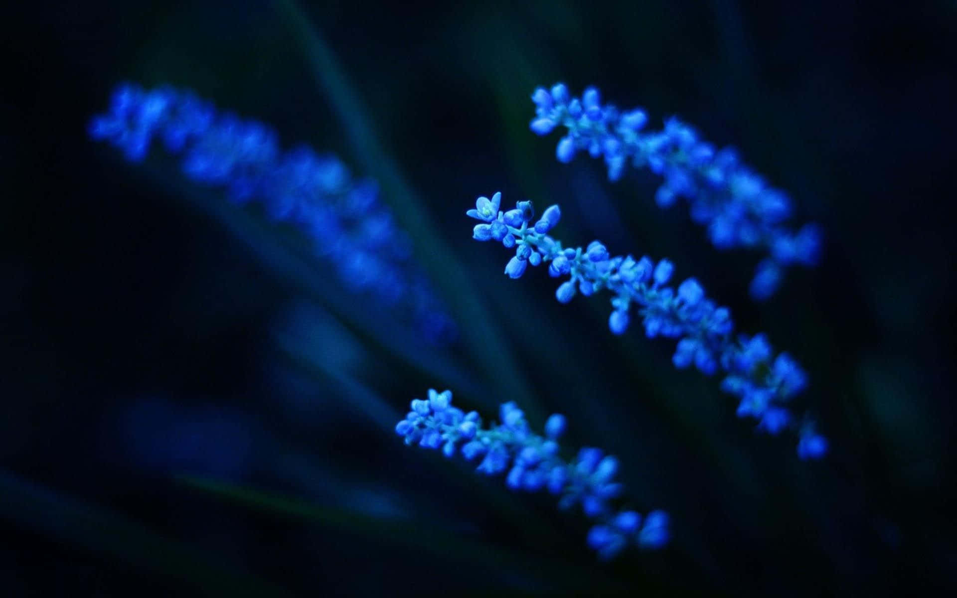 Namumulaklak na Aesthetic na Kagandahan ng Bulaklak Wallpaper