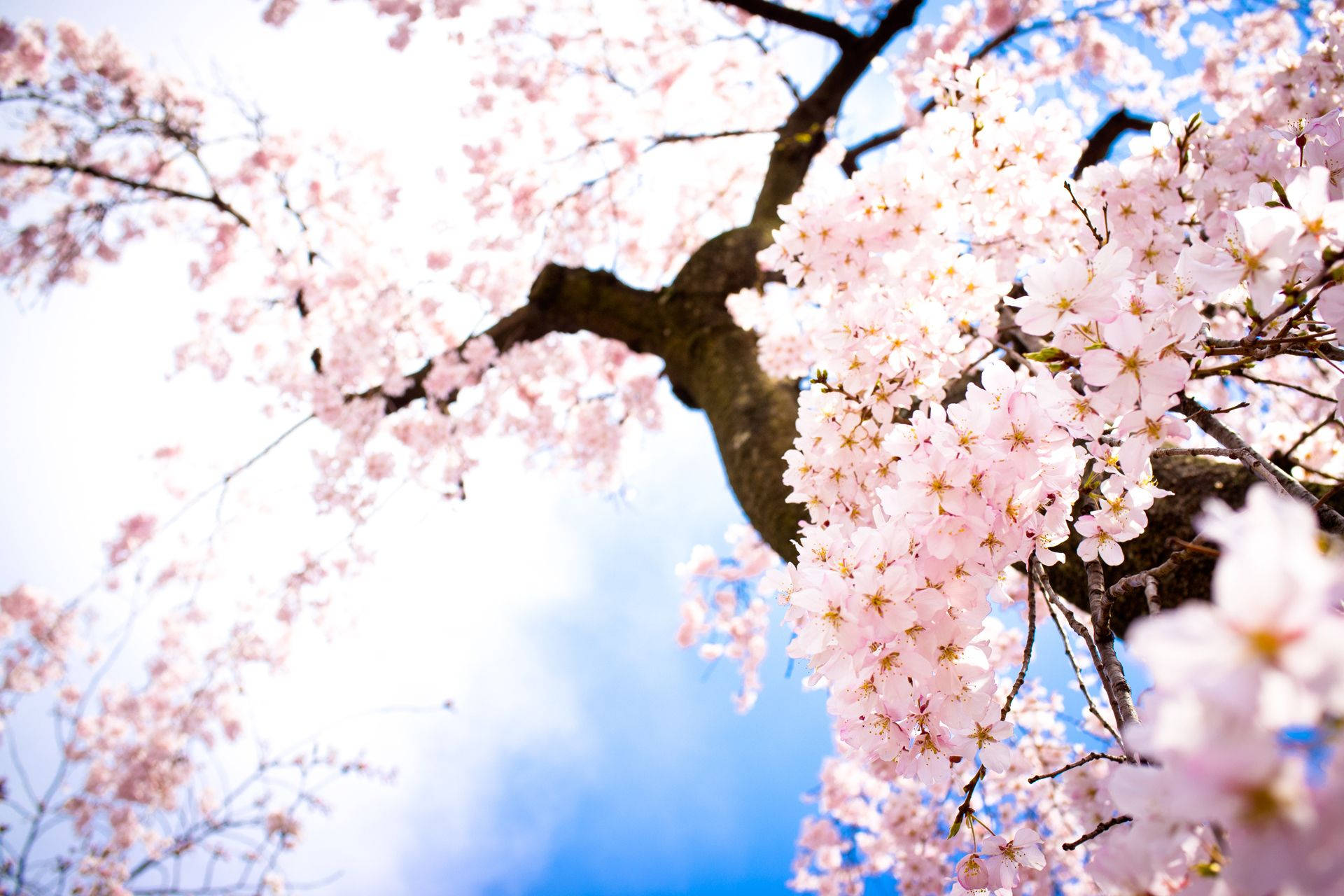 Namumulaklak na Cherry Blossom Tree sa Buong Pamumulaklak Wallpaper