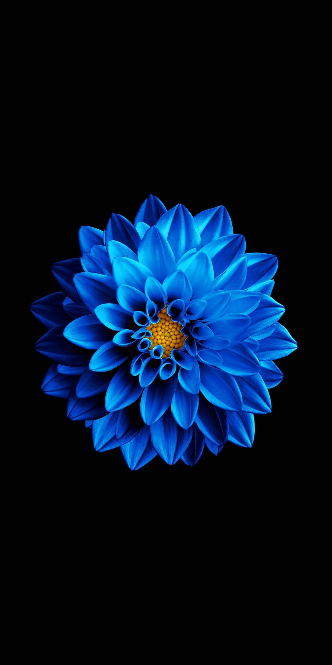 Namumulaklak na Dahlia sa Samsung Full HD Wallpaper