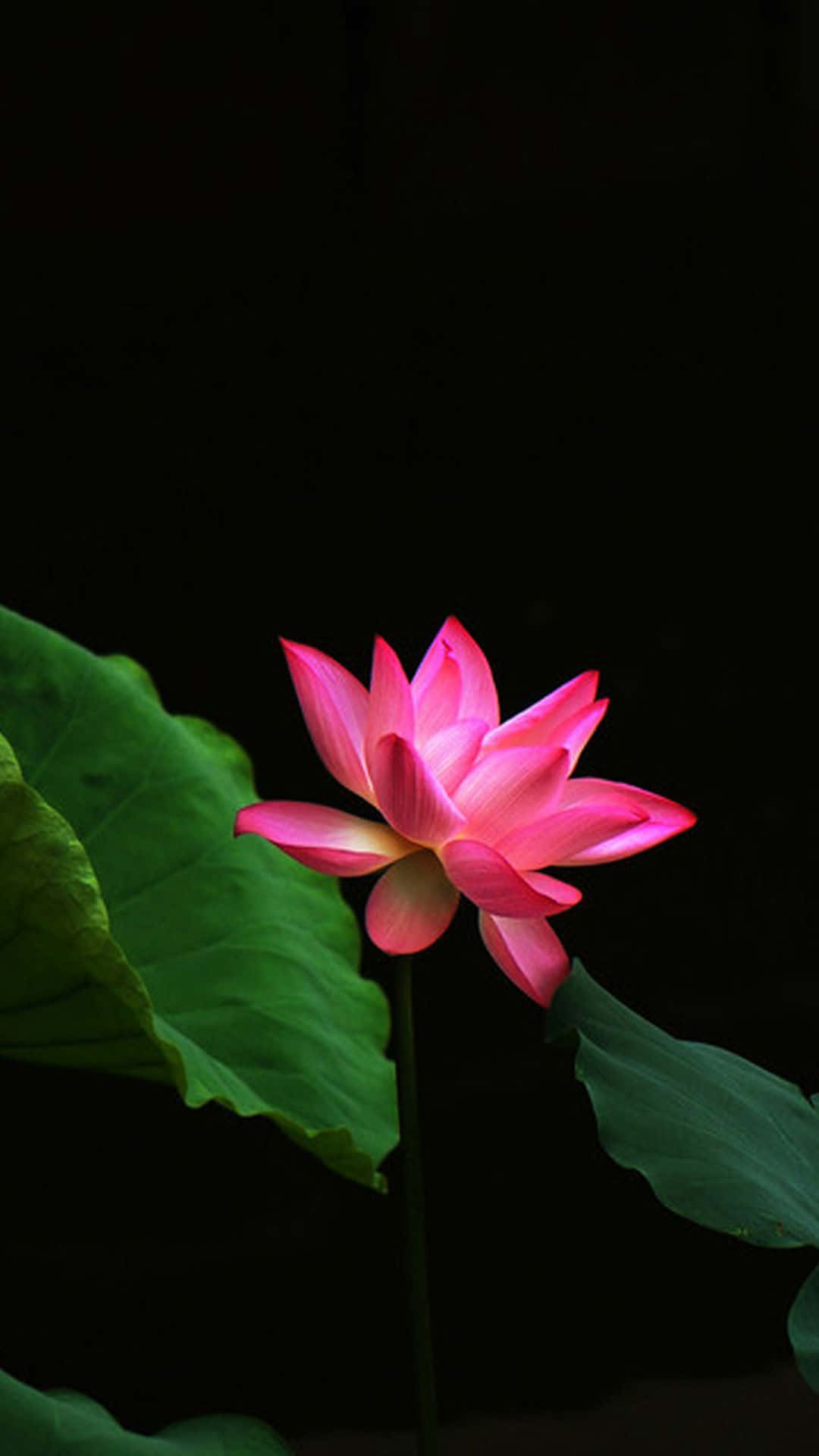 Namumulaklak na Lotus na Payapa Wallpaper