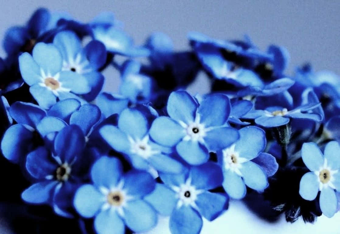 Namumulaklak na Kagandahan - Isang Nakakabighit na Aesthetic na Background ng Bulaklak Wallpaper