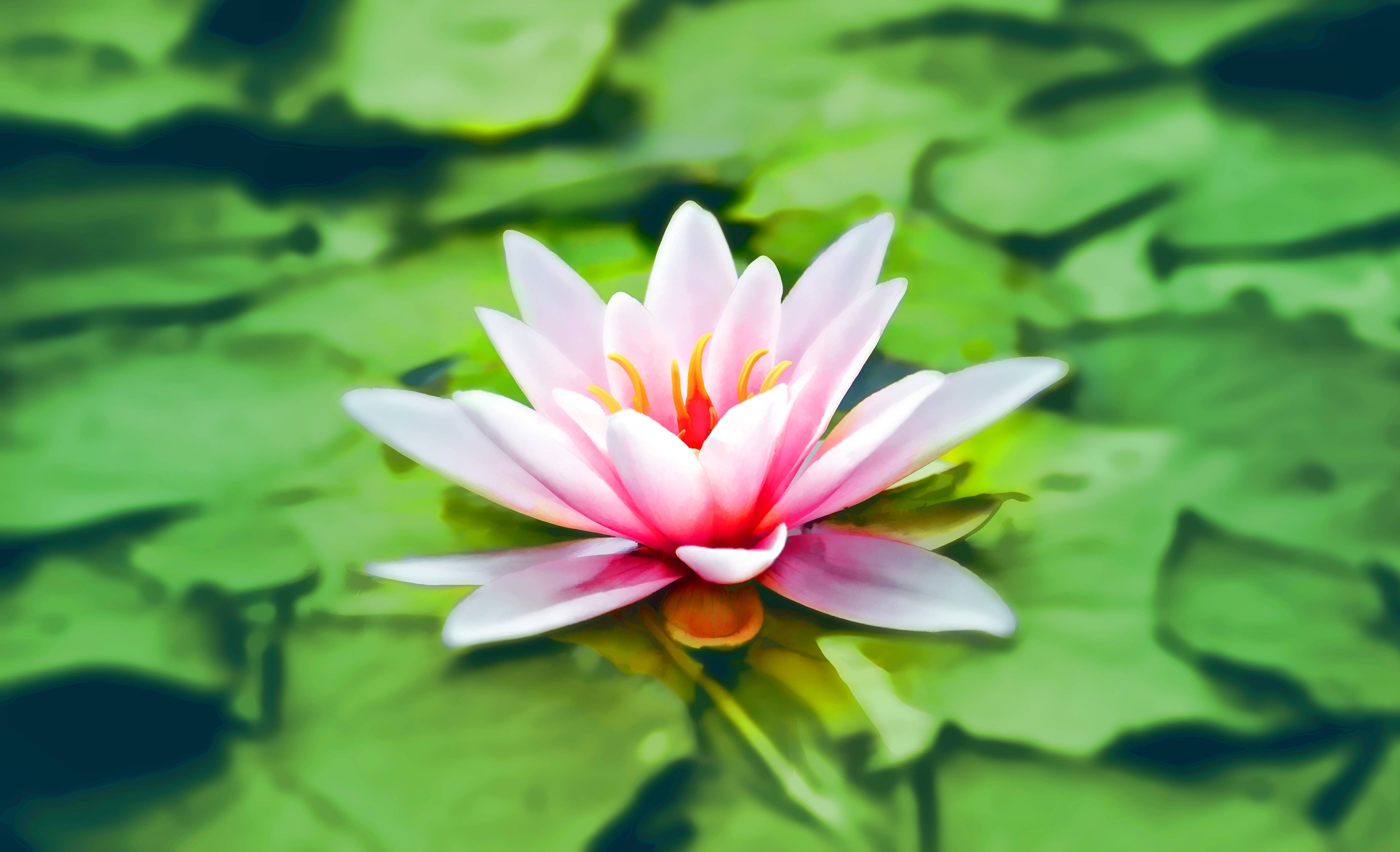 Namumulaklak na Pink na Bulaklak ng Lotus sa Kasukdulan Nito Wallpaper