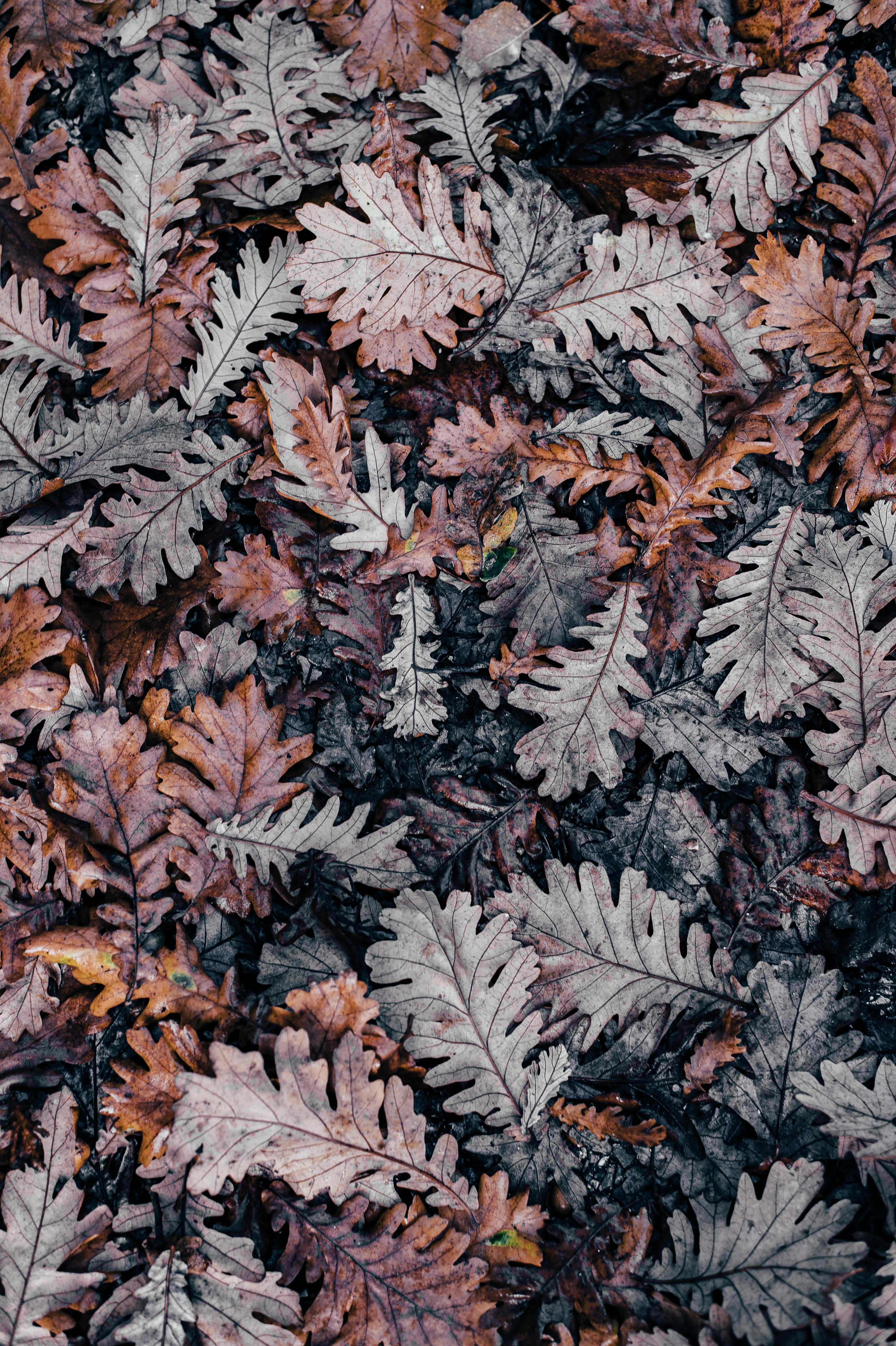 Napakagandang Autumn Leaves iPhone Background Wallpaper