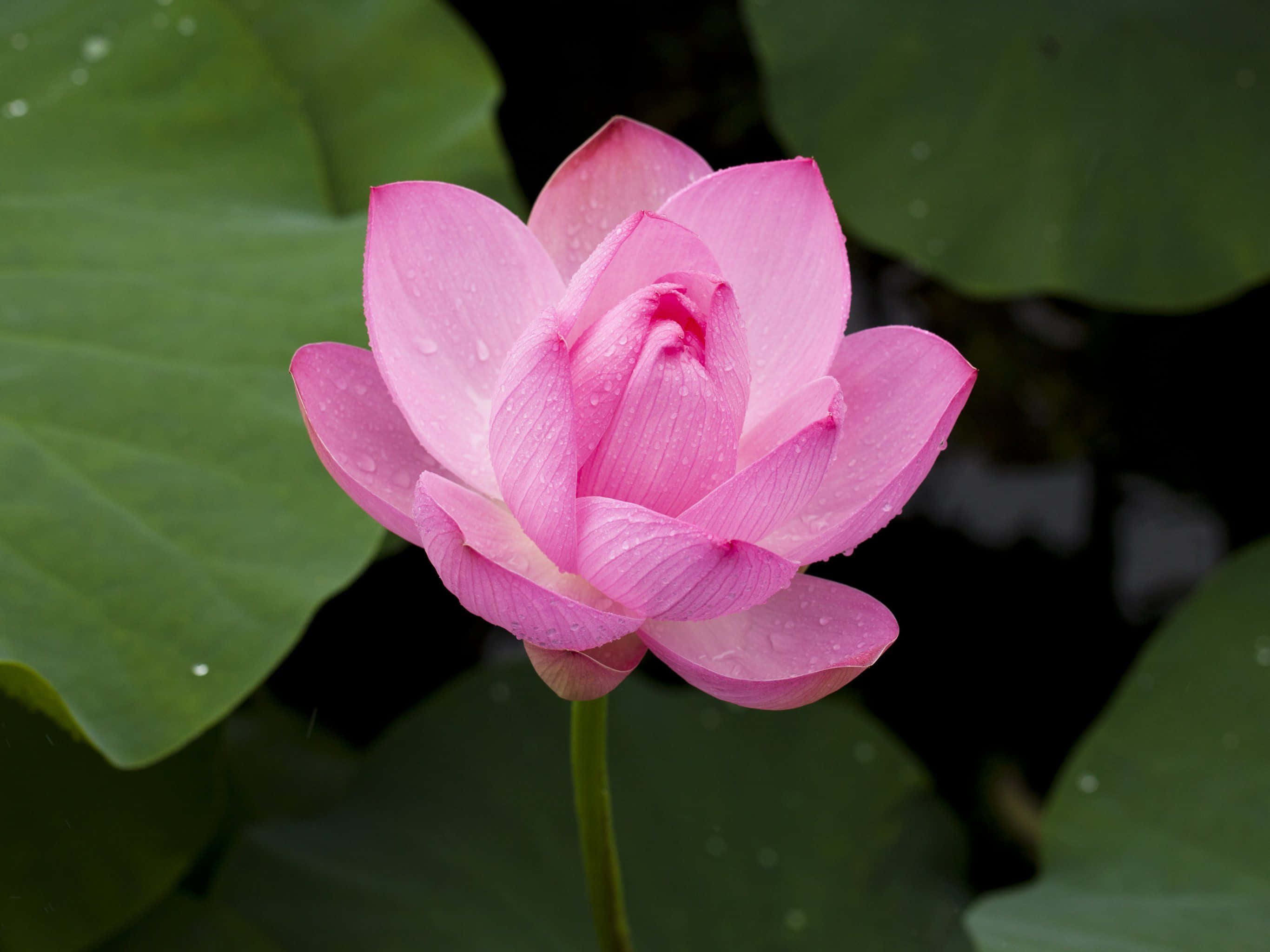 Napakagandang Bulaklak ng Lotus na Bukas na Bukas Wallpaper