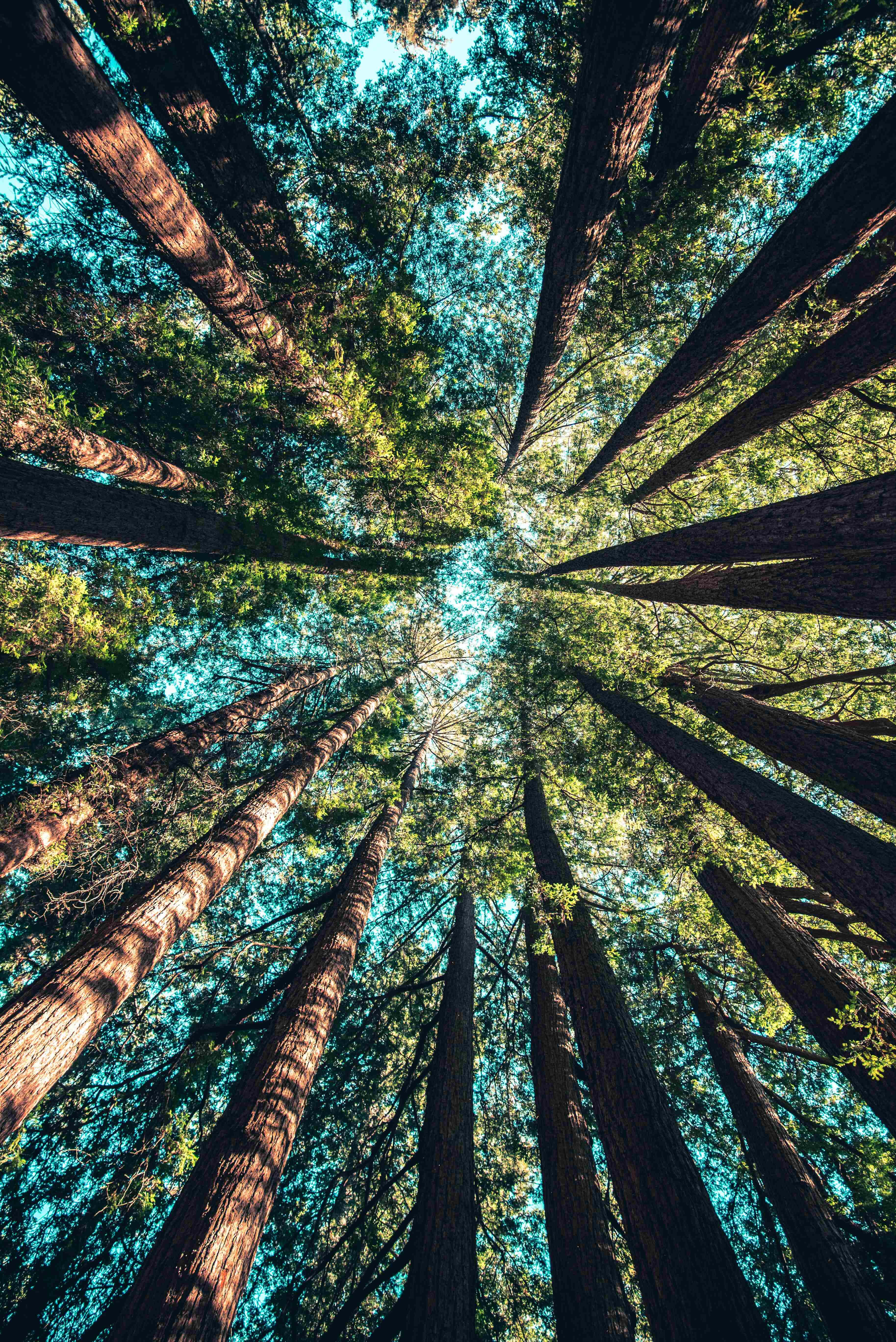 Napakagandang Redwood Forest iPhone Background Wallpaper