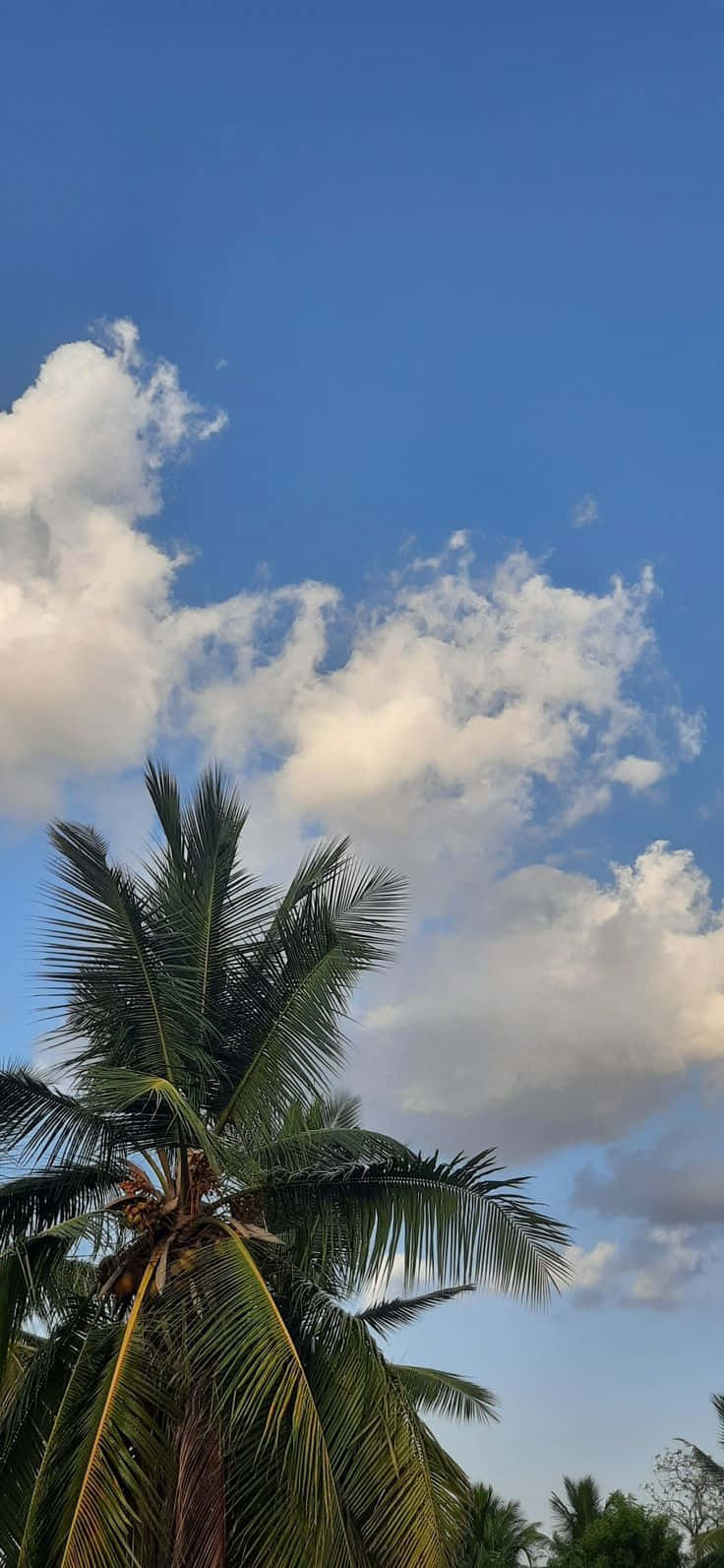 Natural Scenery Palm Trees Picture Wallpaper