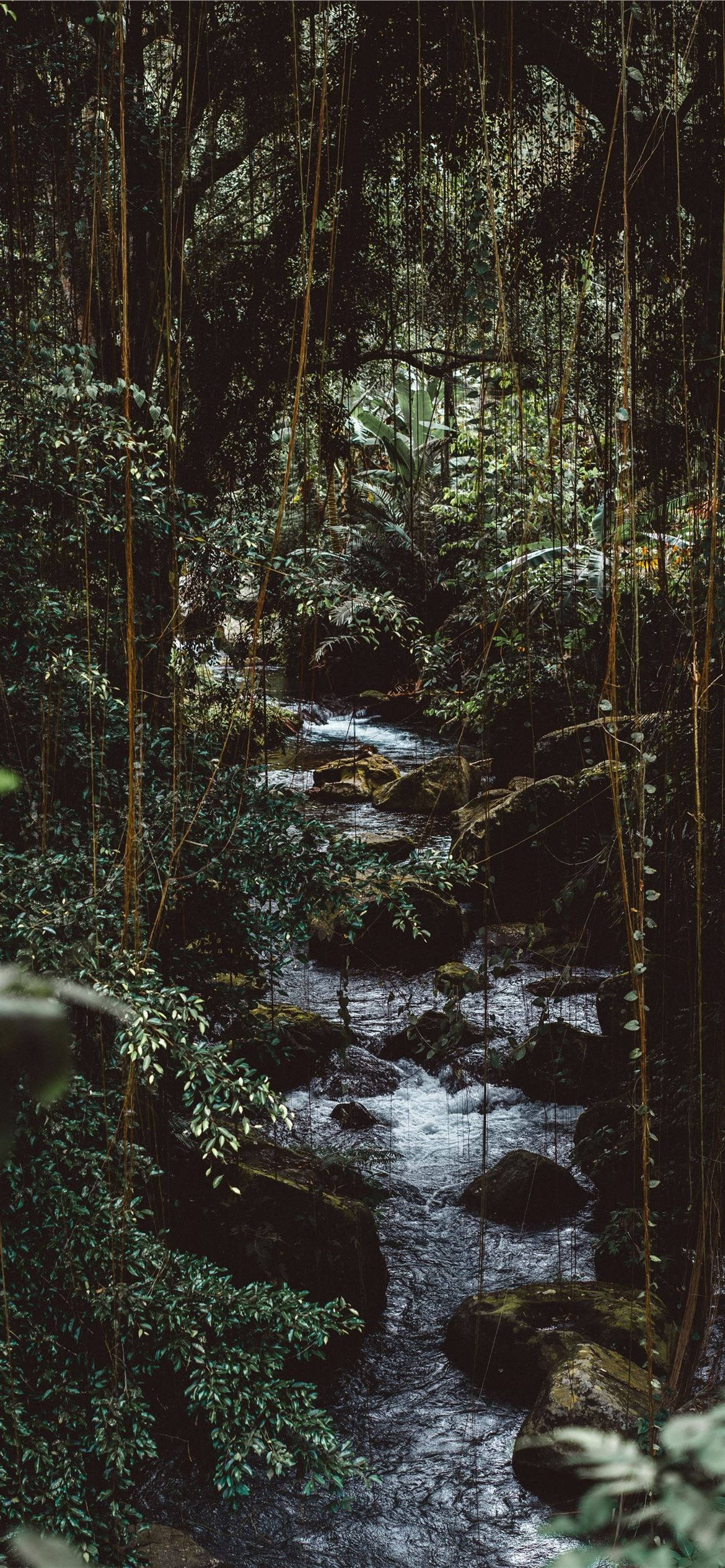 Natural Spring Water Sa Rocky Forest iPhone Wallpaper