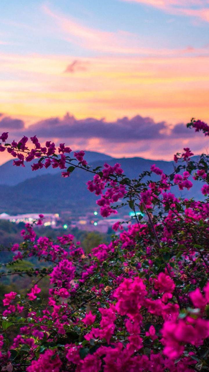 Nature Phone Lila Bulaklak Paglubog ng Araw Wallpaper