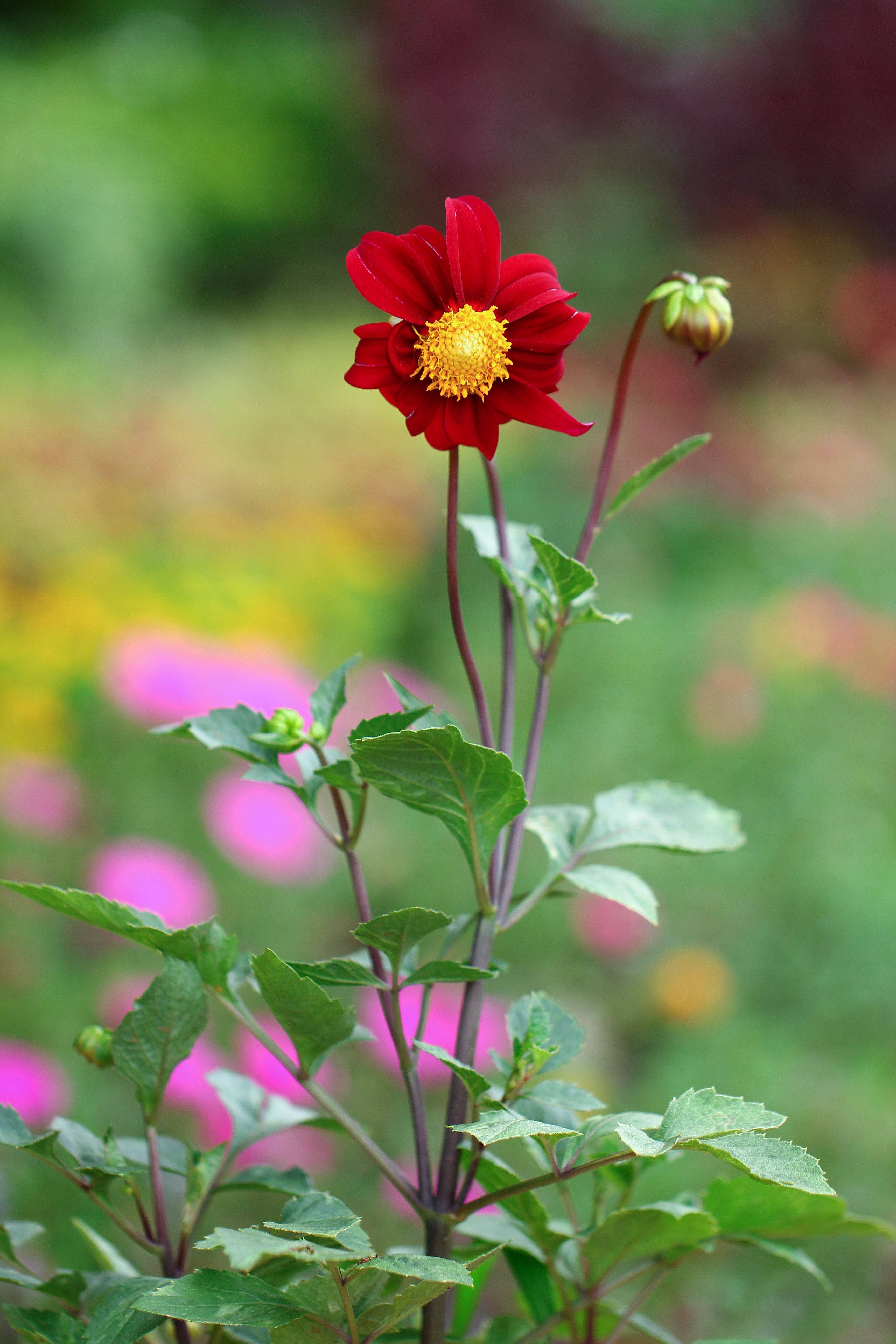 Nature Portrait na Pulang Bulaklak Wallpaper