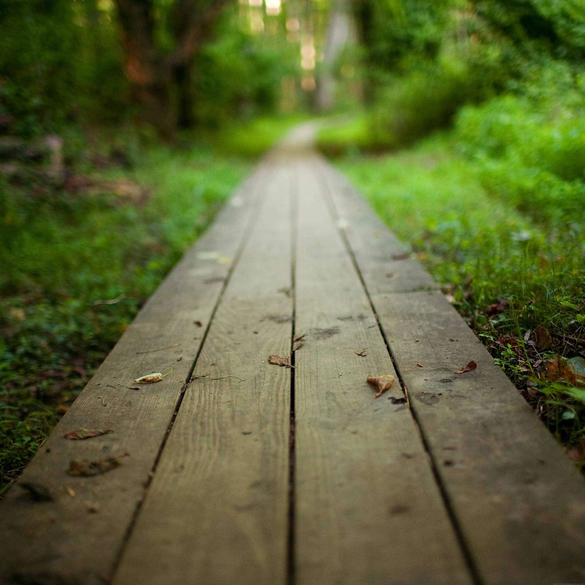Nature Walk Path iPad Wallpaper